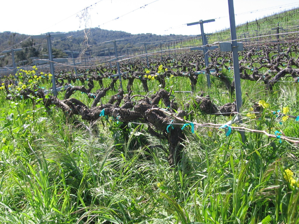 Green_vineyard_0006