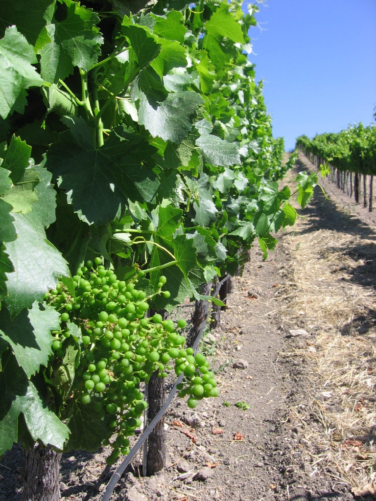 Early_summer_2010_0003