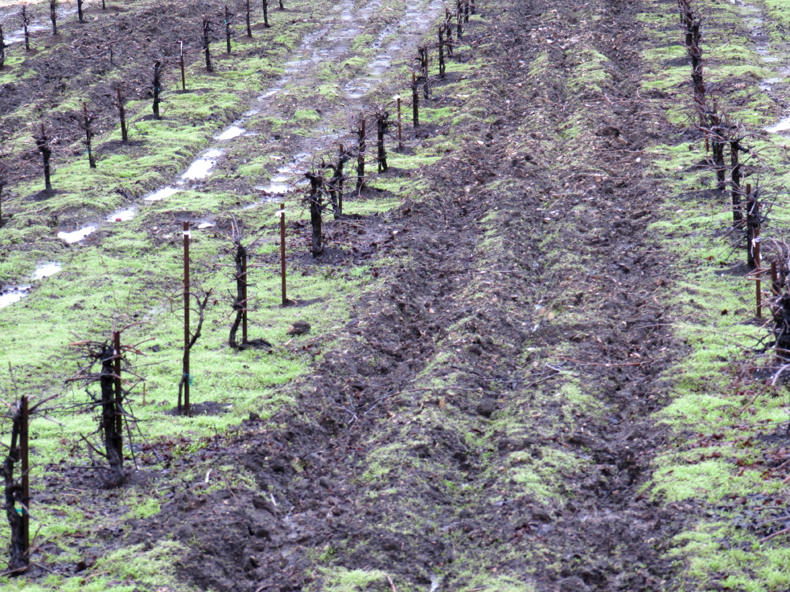 Rainy_tablas_0007 Rainy_tablas_0007