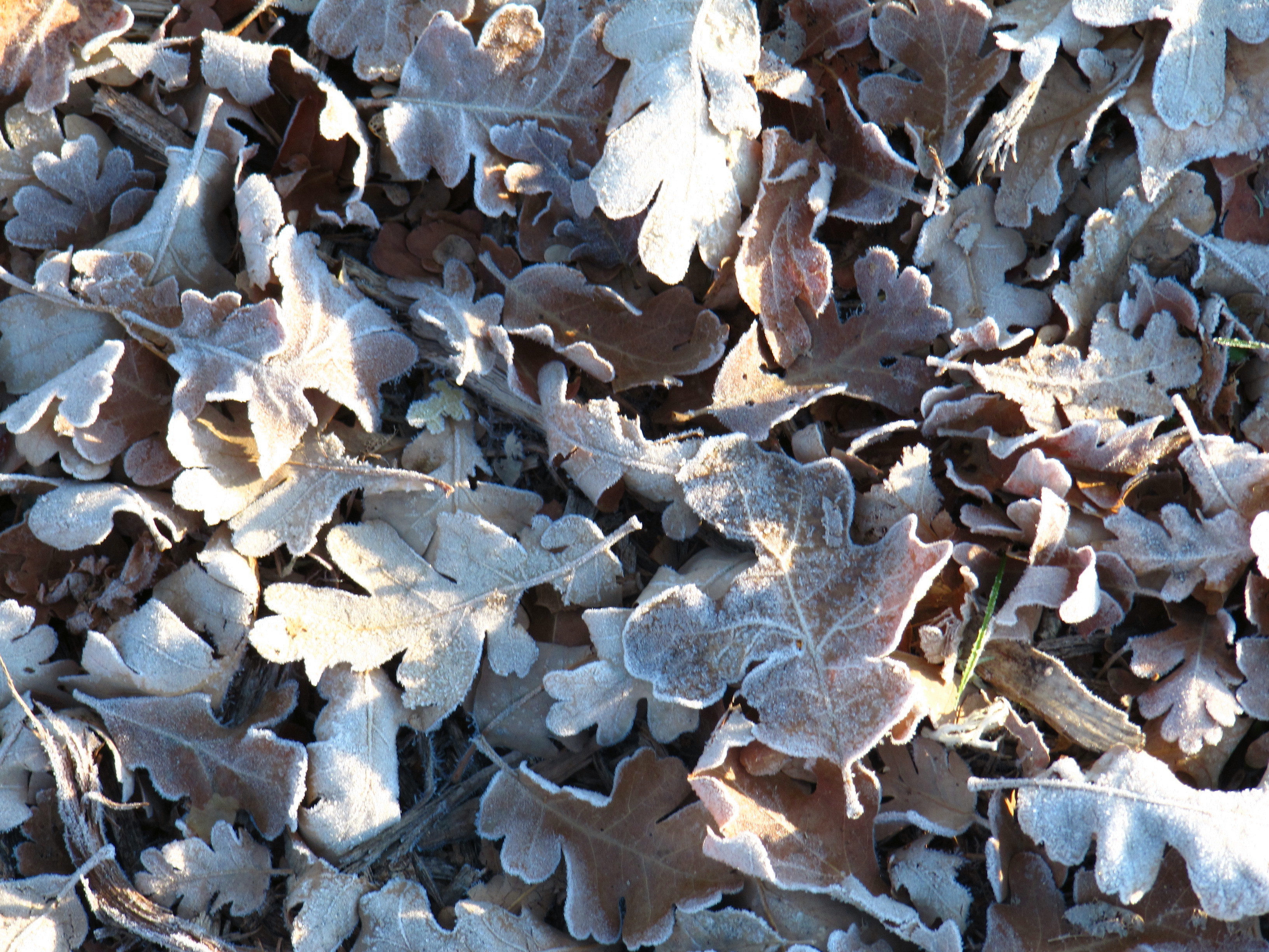 Oak leaves with frost Oak leaves with frost