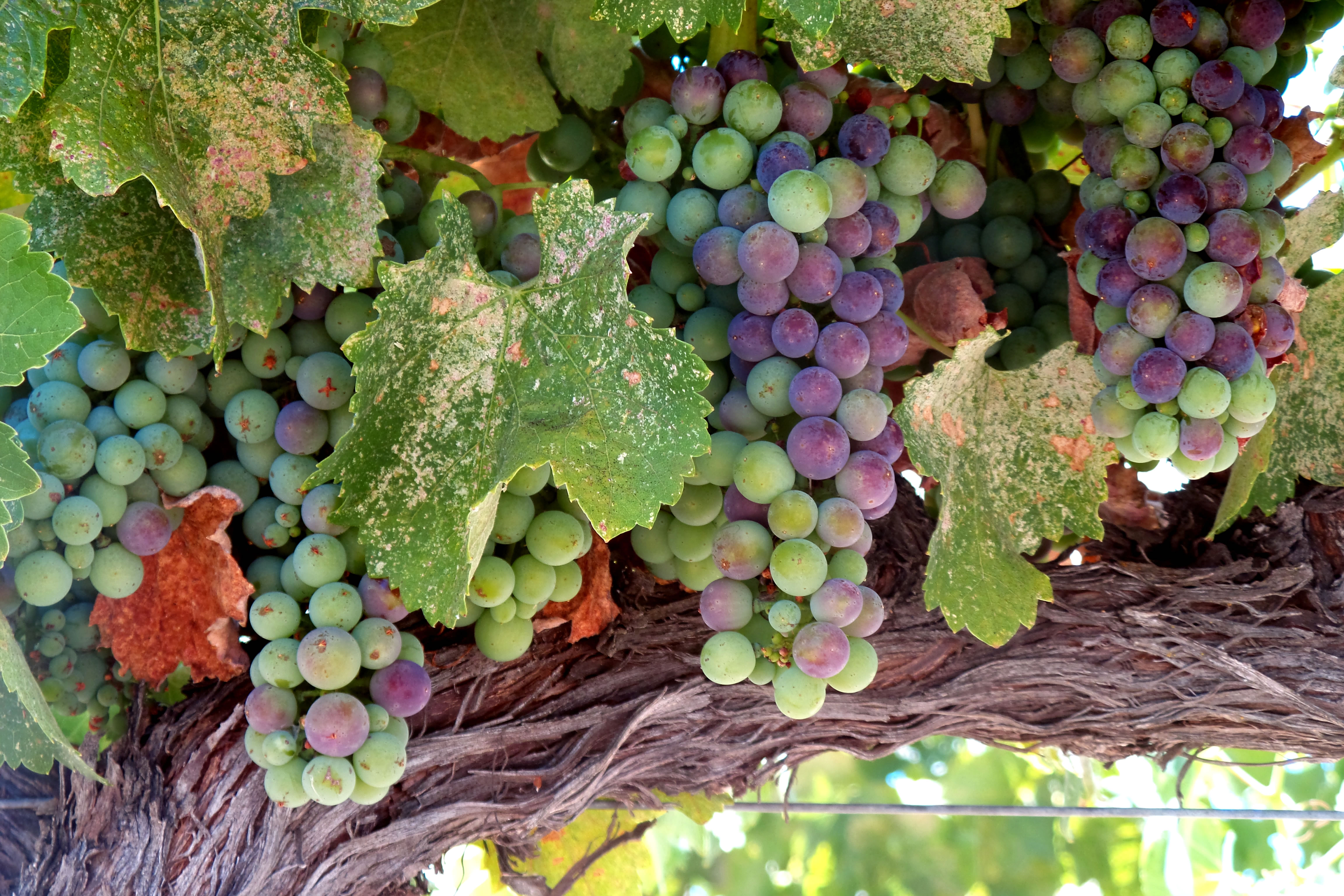 Veraison 2016 Veraison 2016