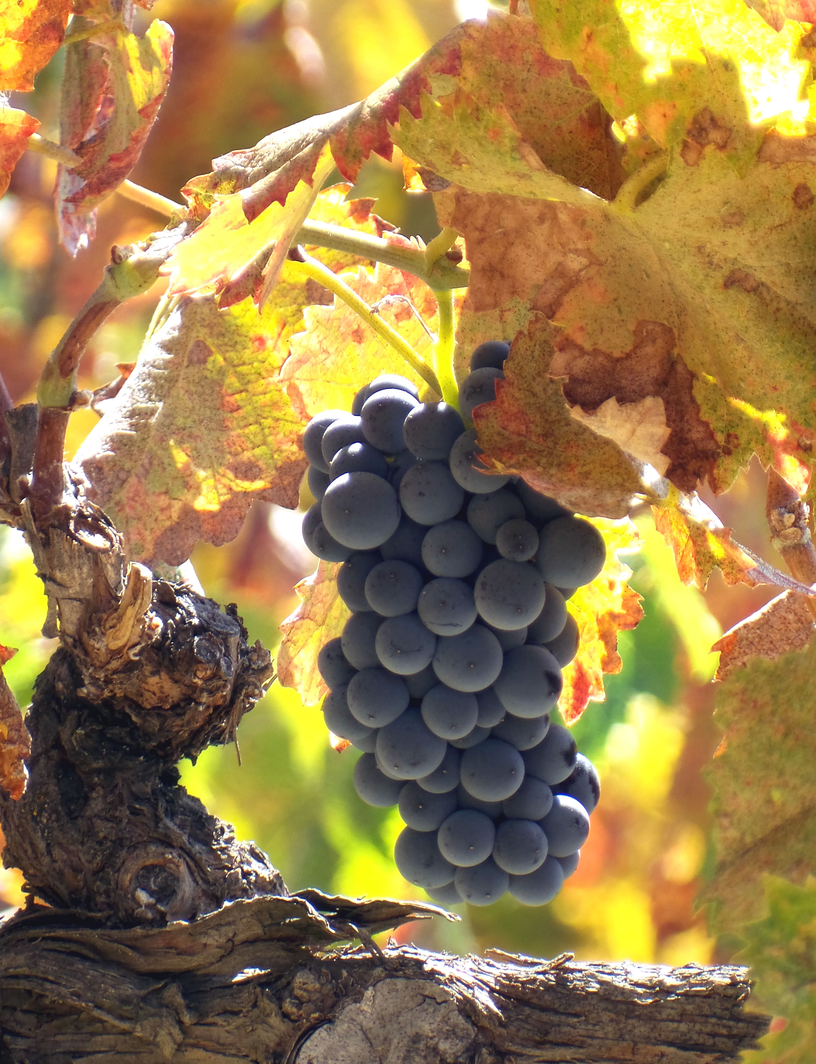 Mourvedre mid-Sept Mourvedre mid-Sept