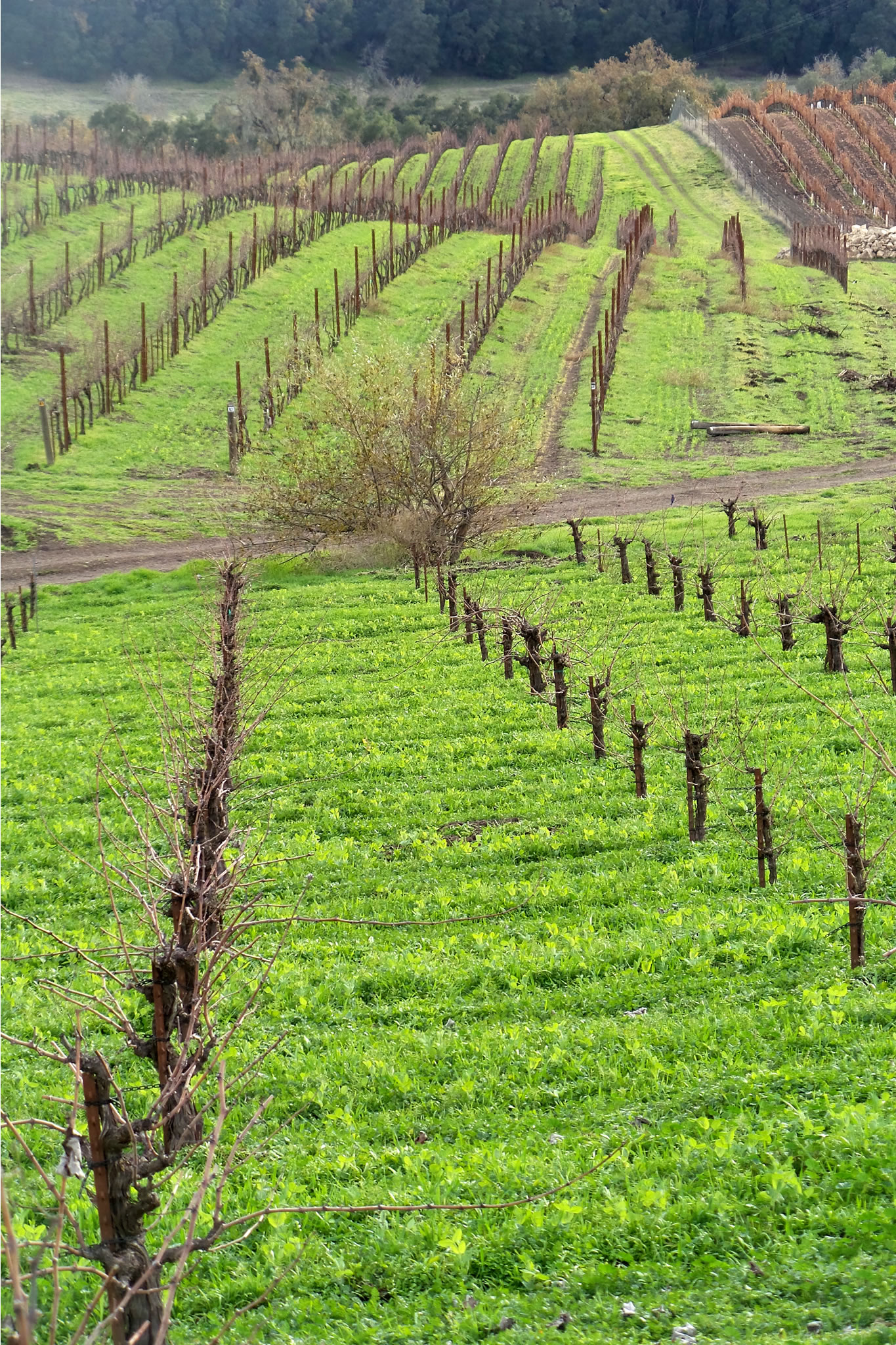 Green layers Green layers