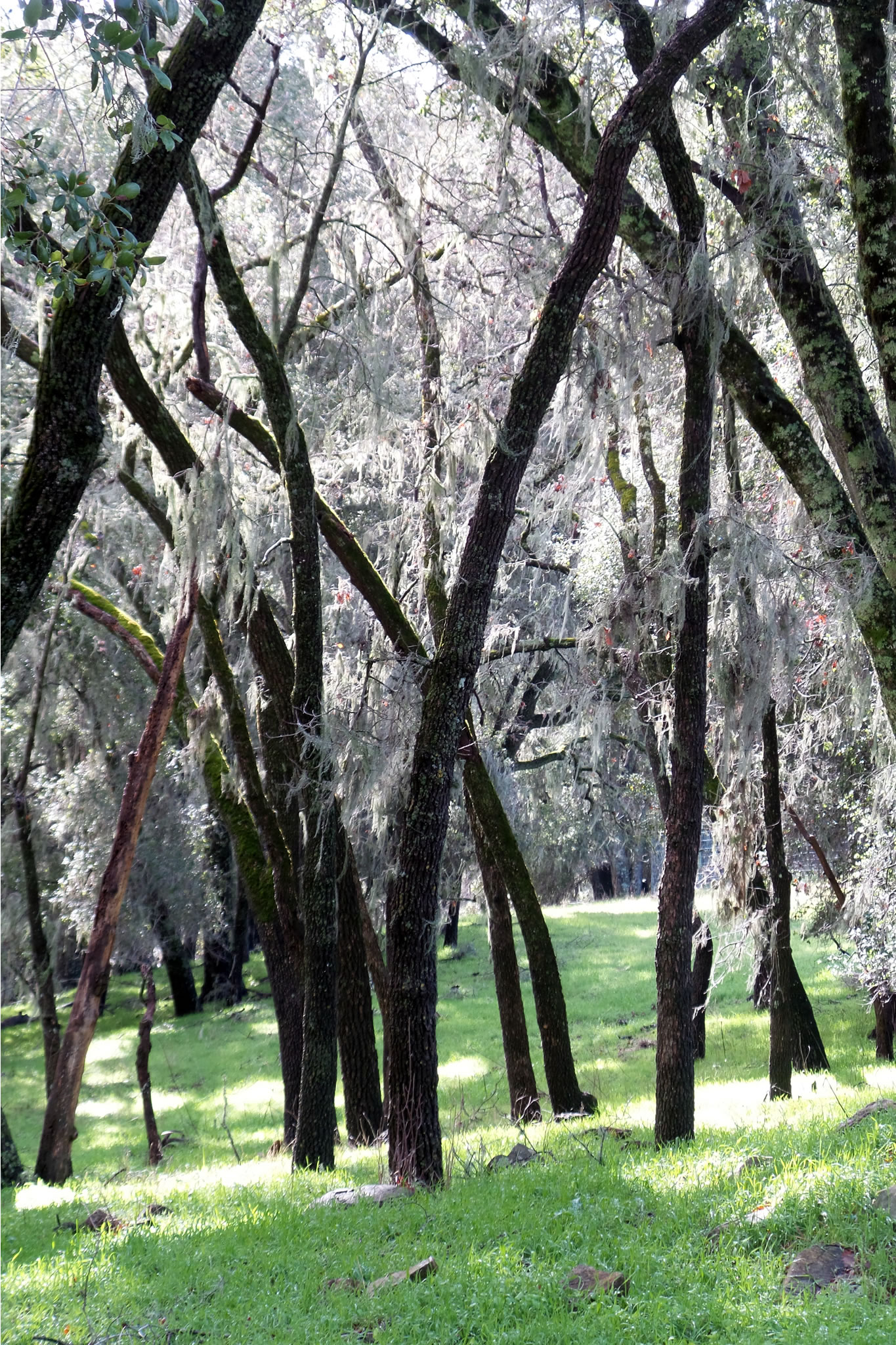 Lichen forest Lichen forest