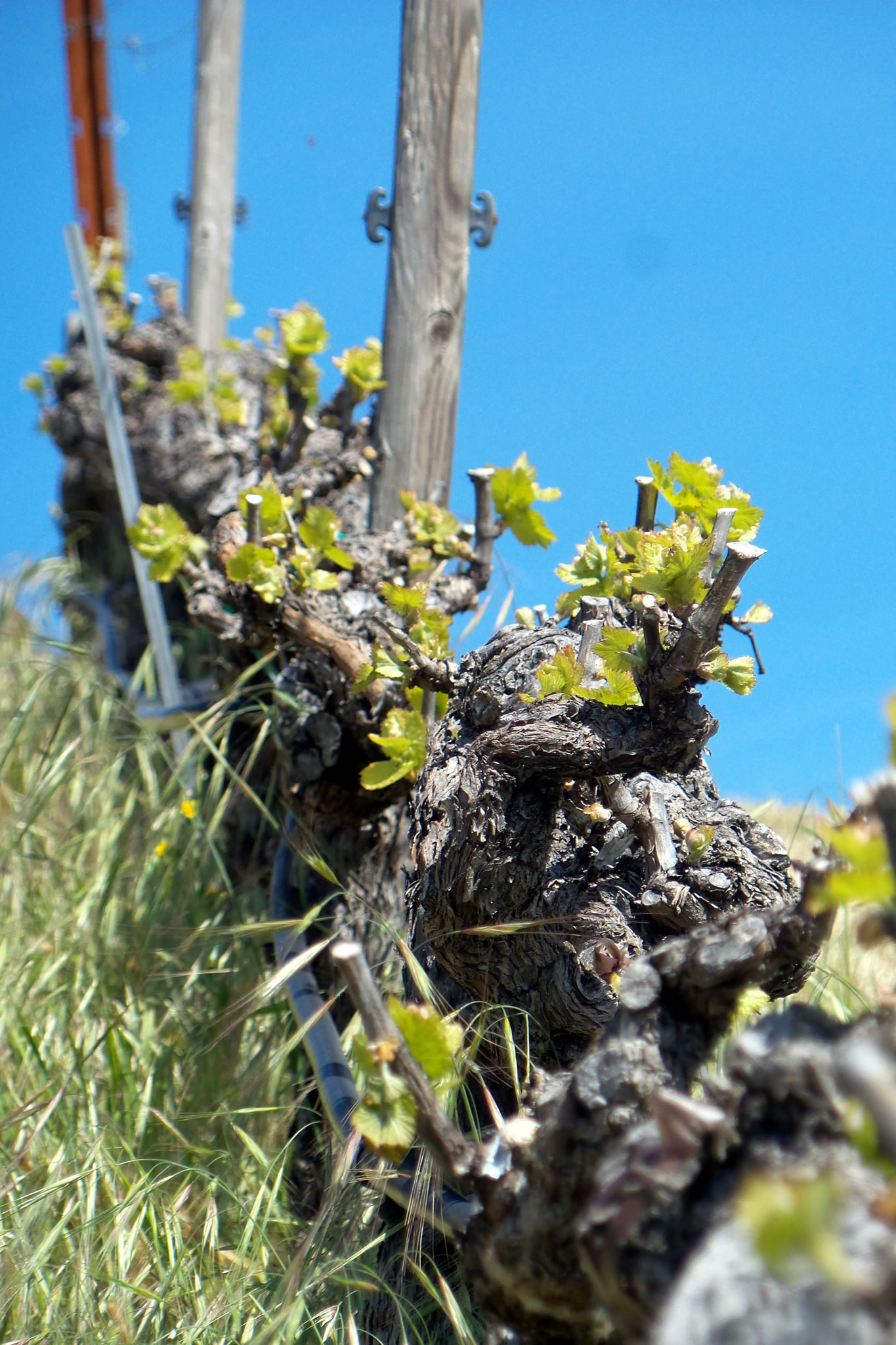 Budbreak 2017_grenache Budbreak 2017_grenache