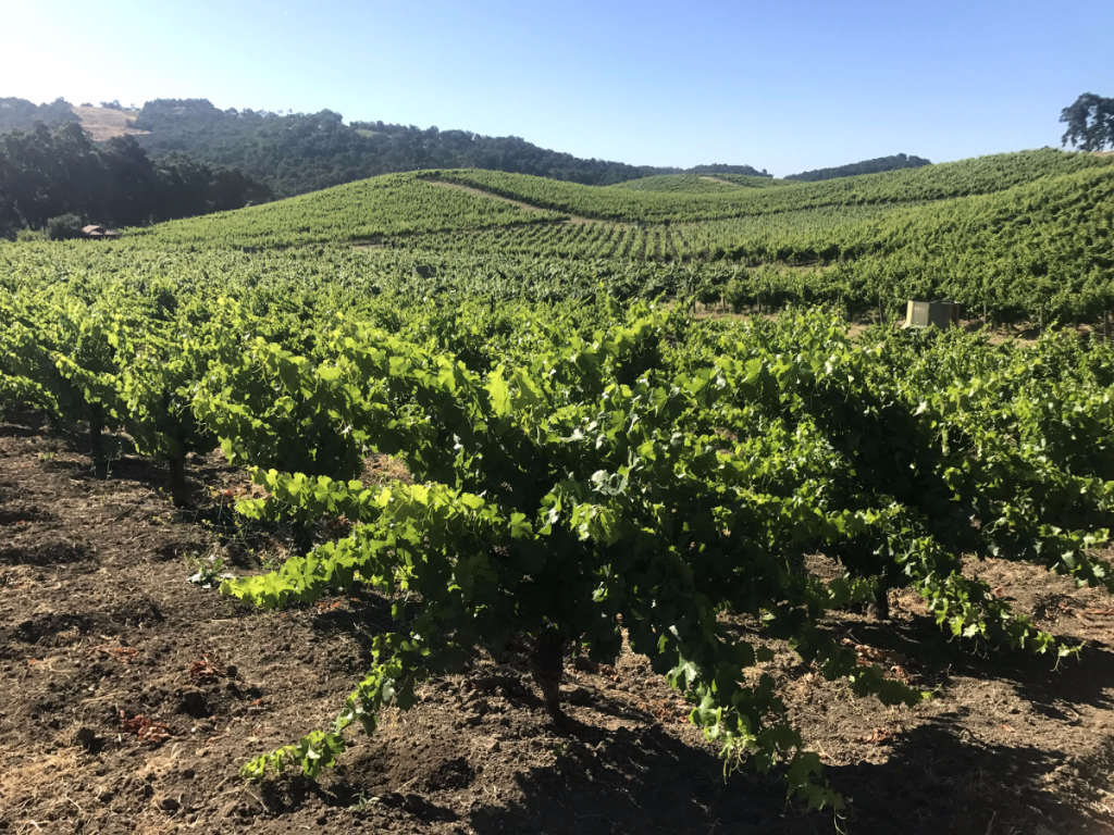 Long View From Head-Trained Grenache Long View From Head-Trained Grenache