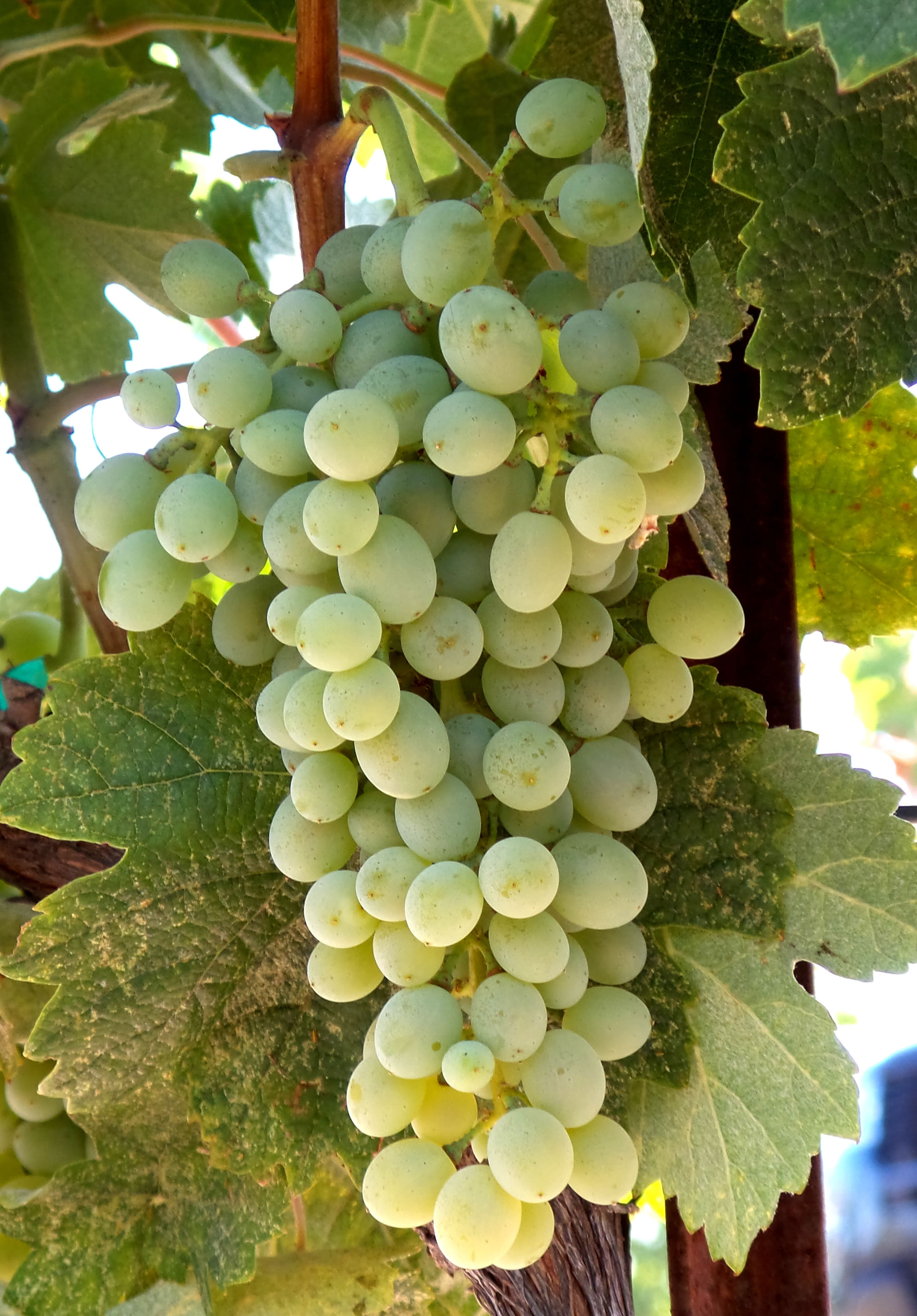 Clairette Clairette