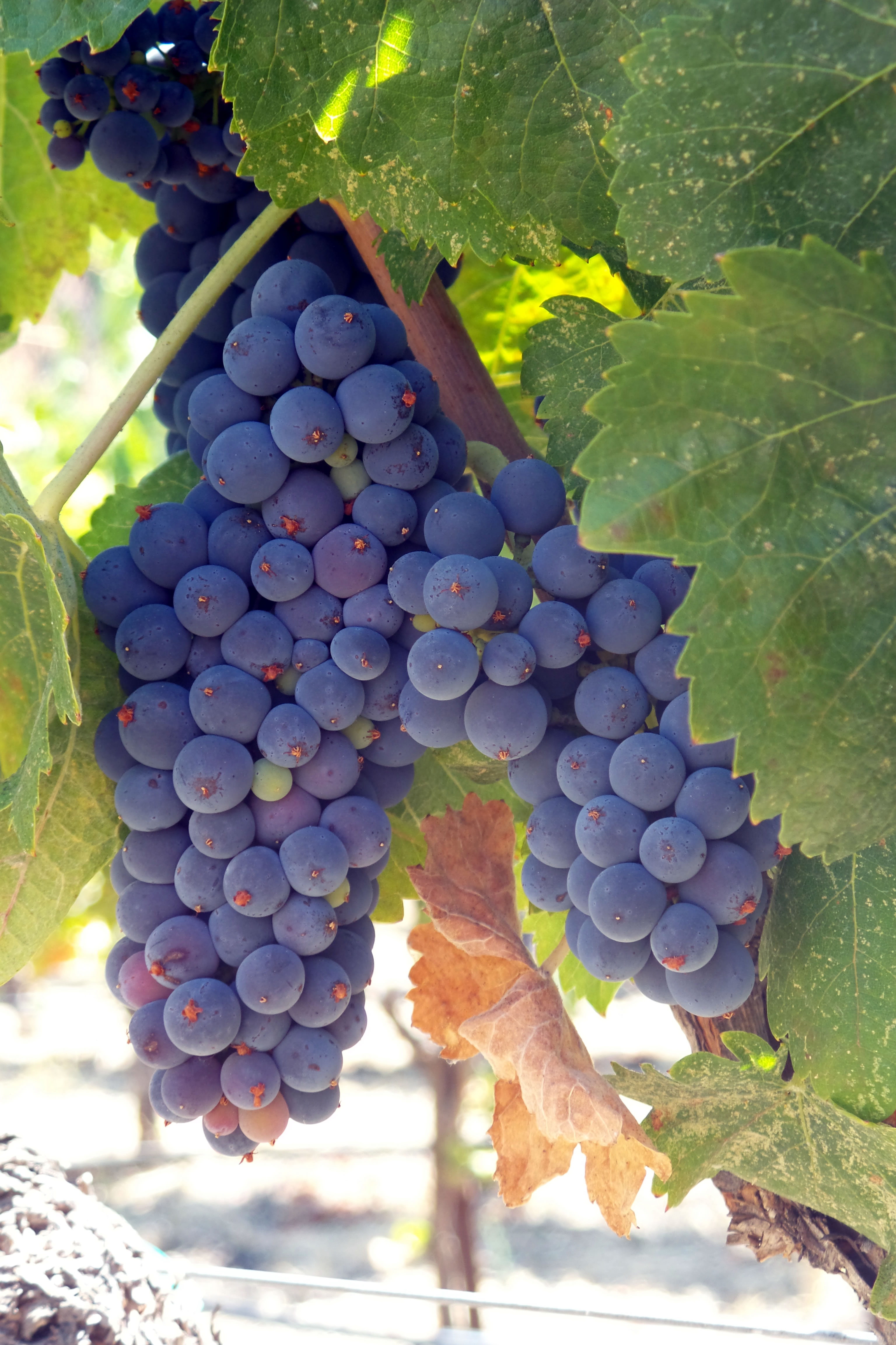 Syrah Syrah