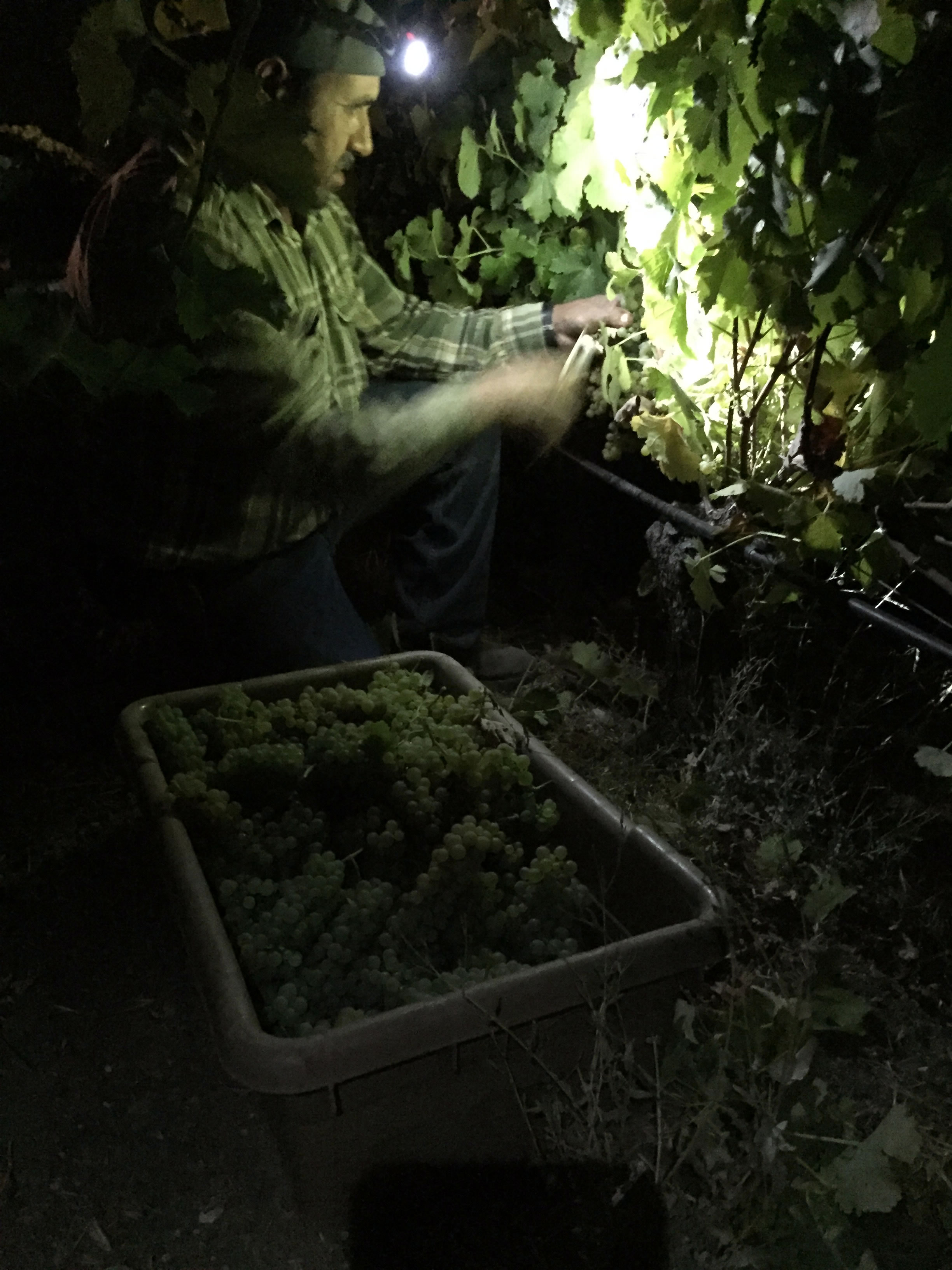 JL_harvest2016_david JL_harvest2016_david