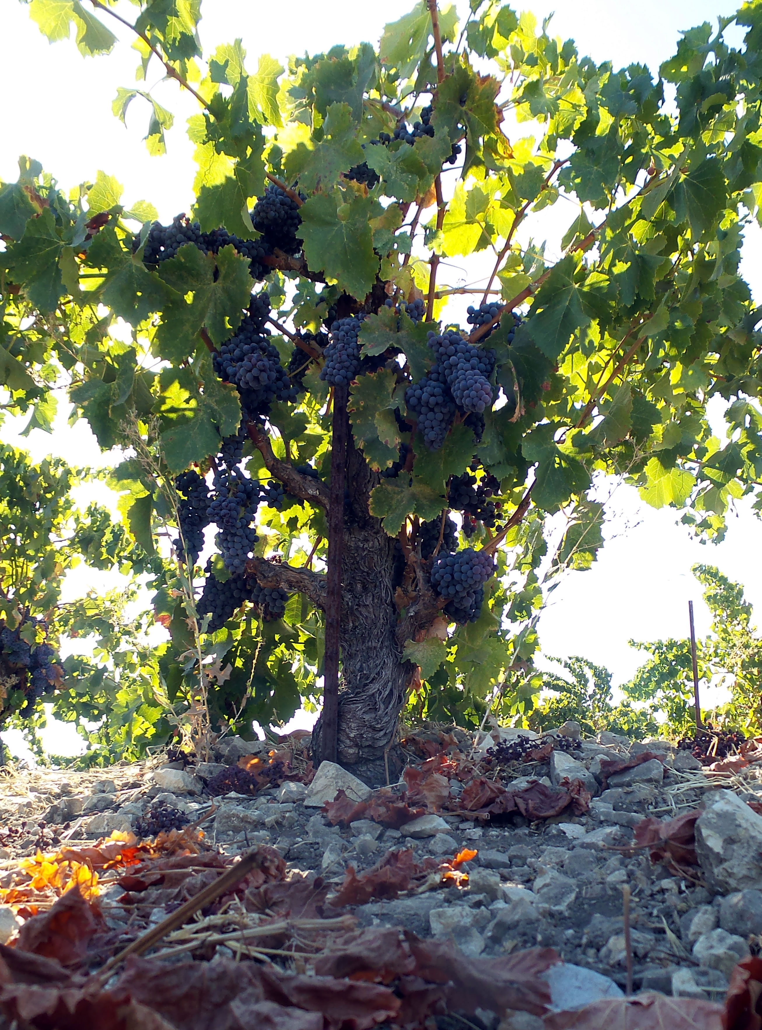 Scruffy Hill Grenache vimne Scruffy Hill Grenache vimne