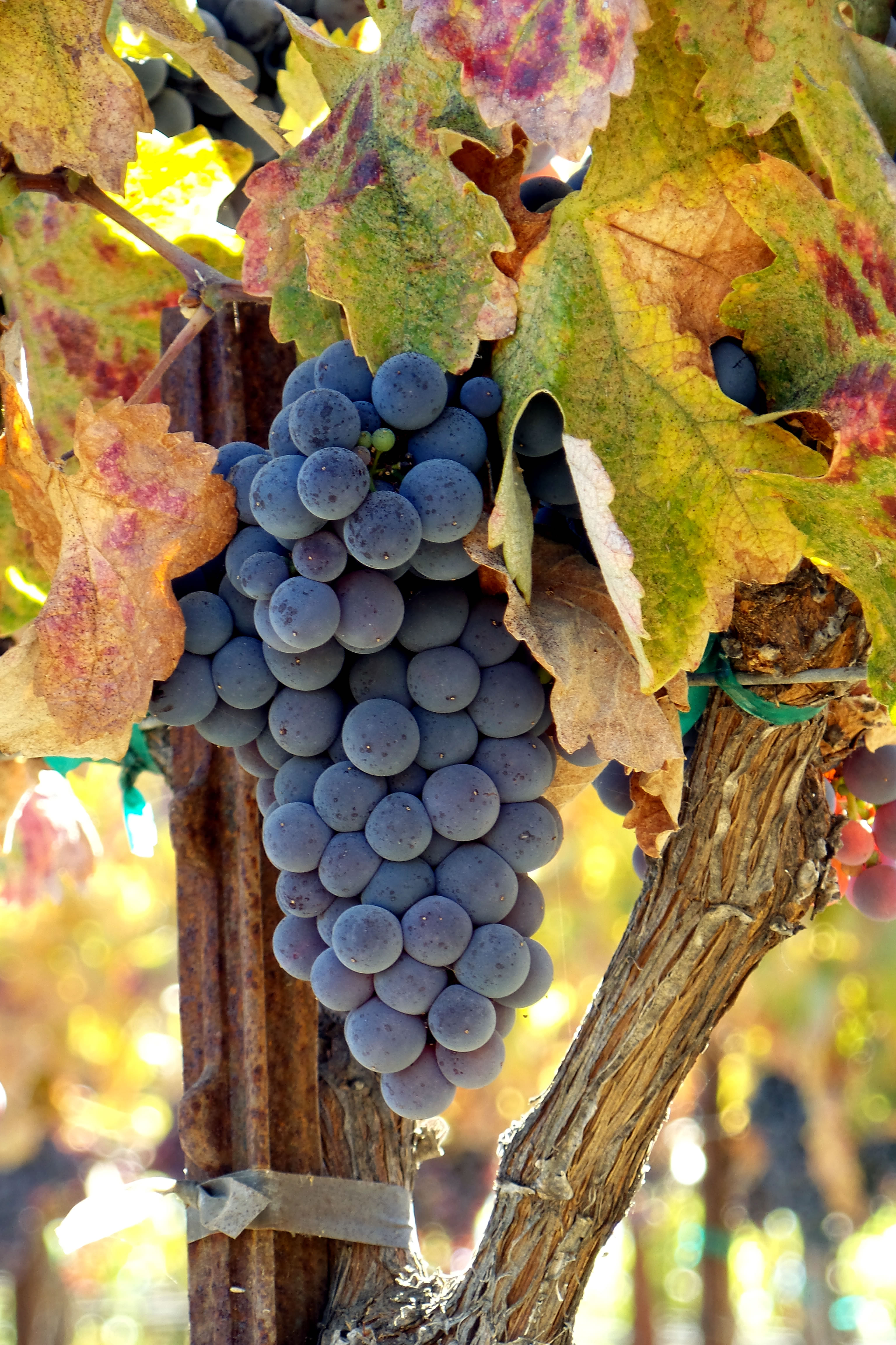 Late Mourvedre cluster Late Mourvedre cluster