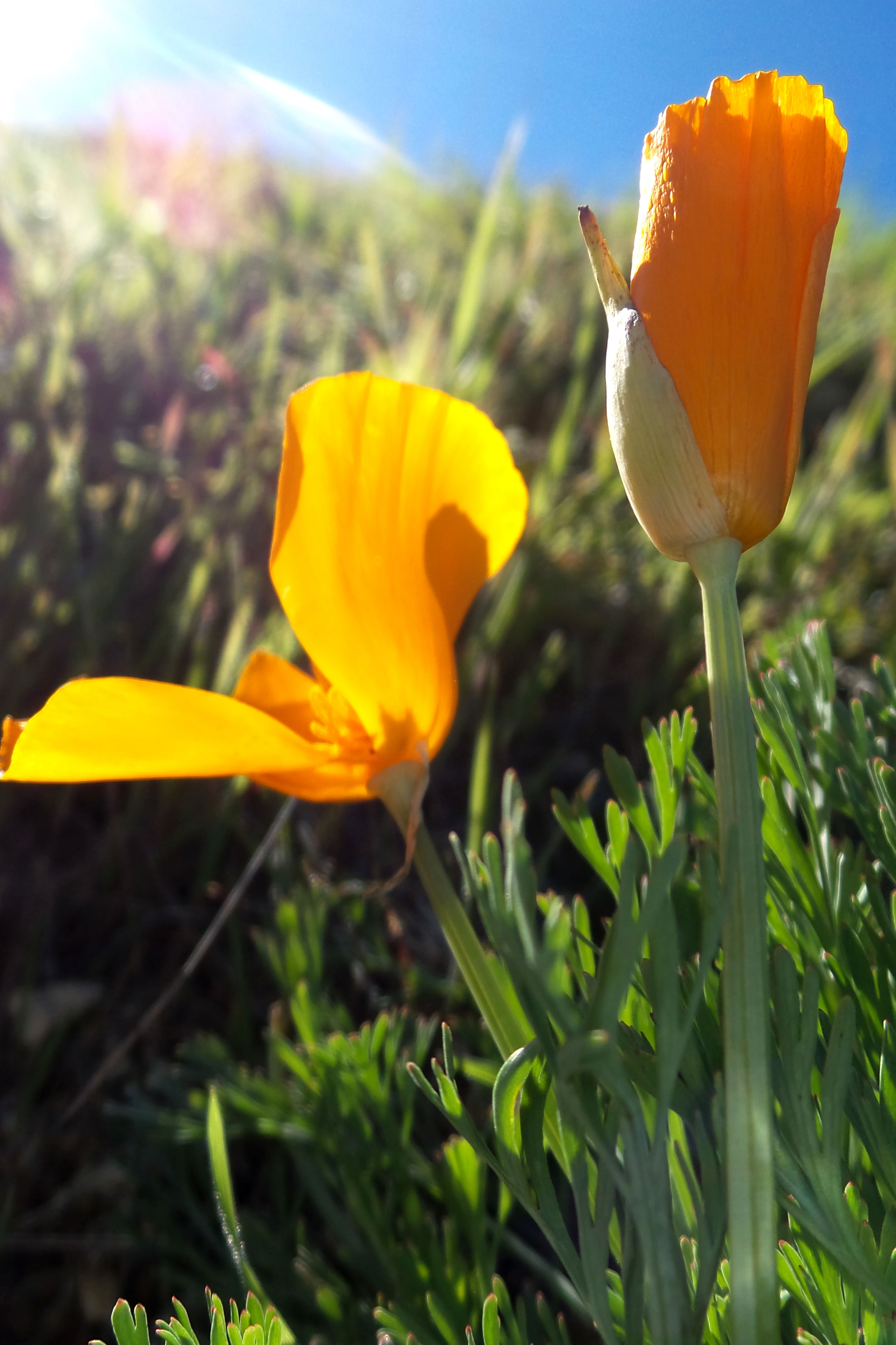 CA poppy CA poppy
