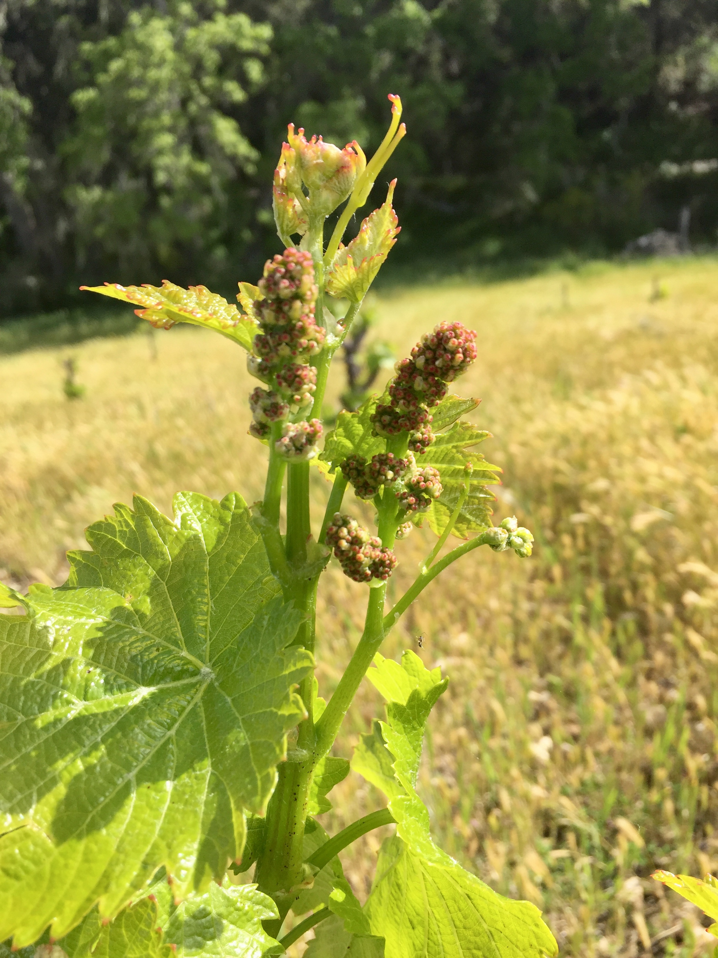 Flower clusters April 2017 Flower clusters April 2017