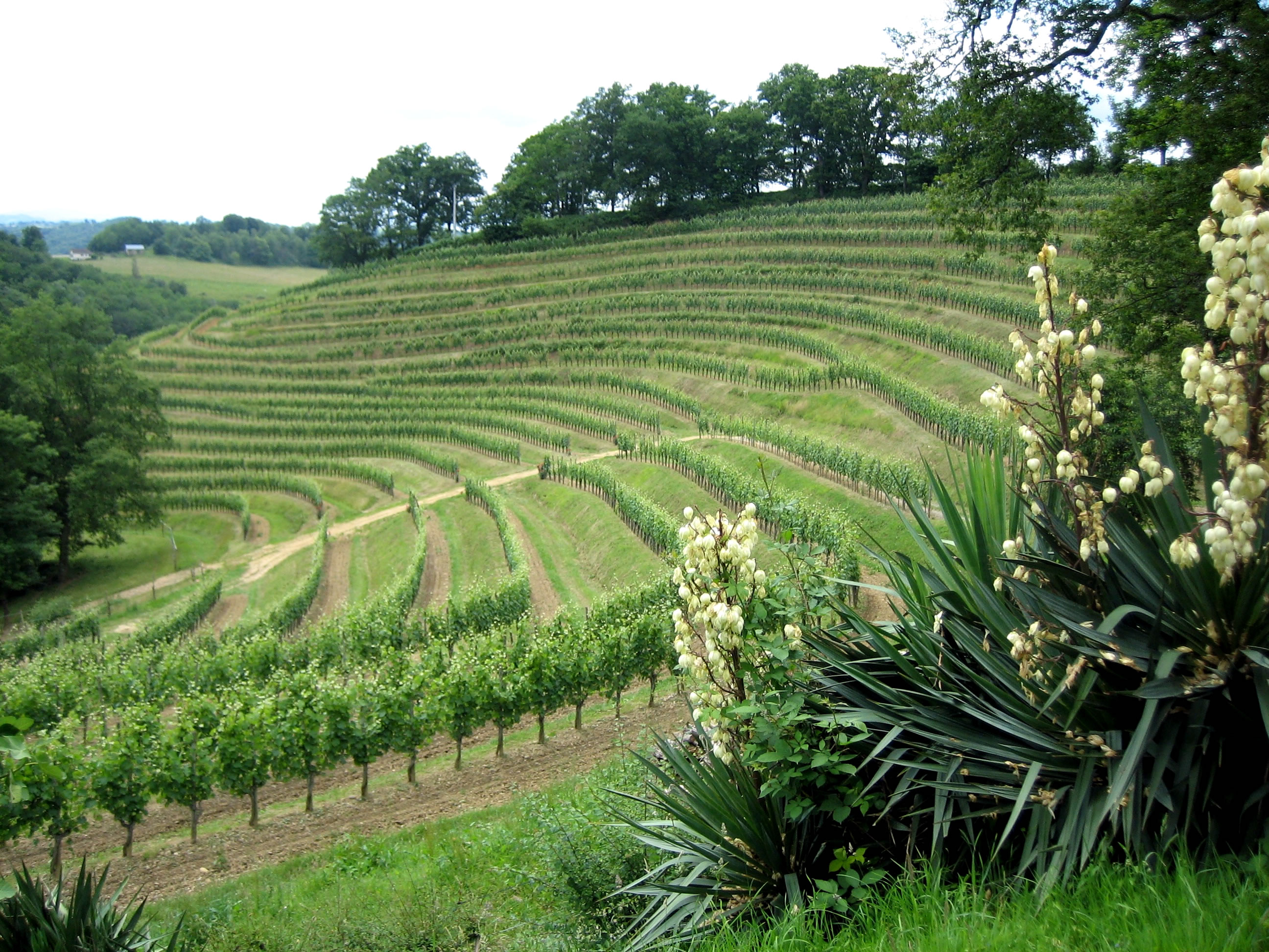 Jurancon vineyard Jurancon vineyard