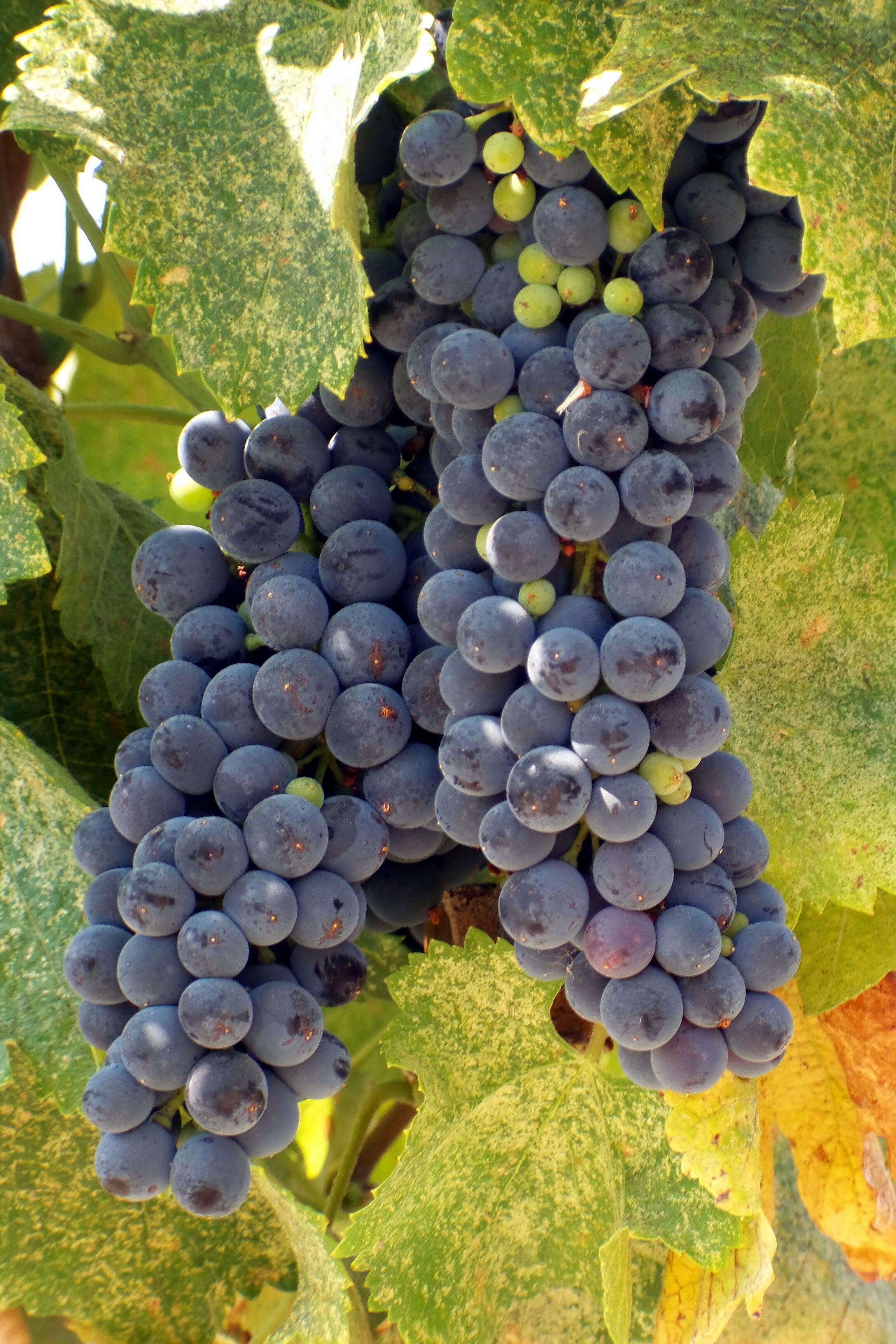 Veraison_2016_syrah Veraison_2016_syrah