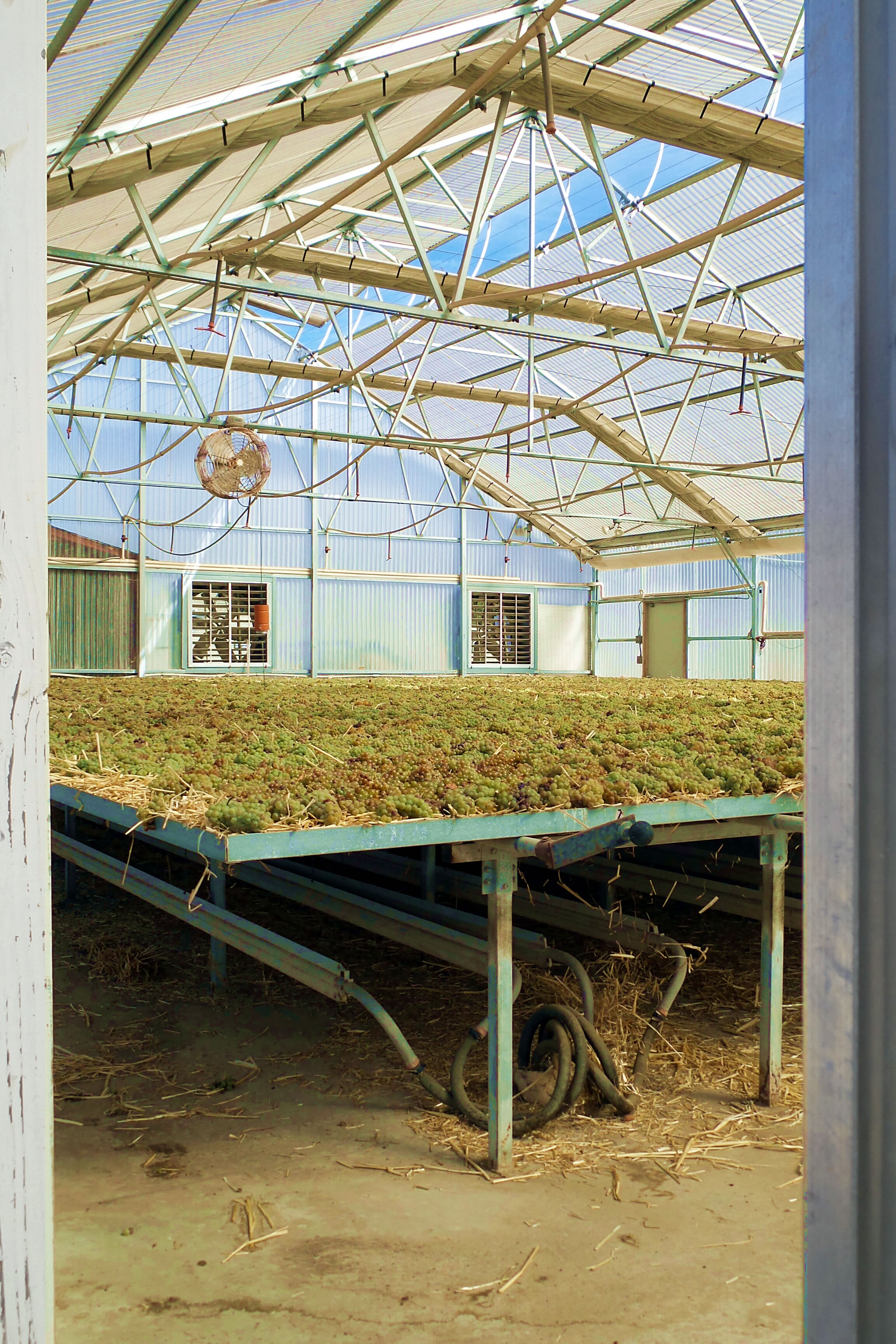 Vin de Paille greenhouse Vin de Paille greenhouse