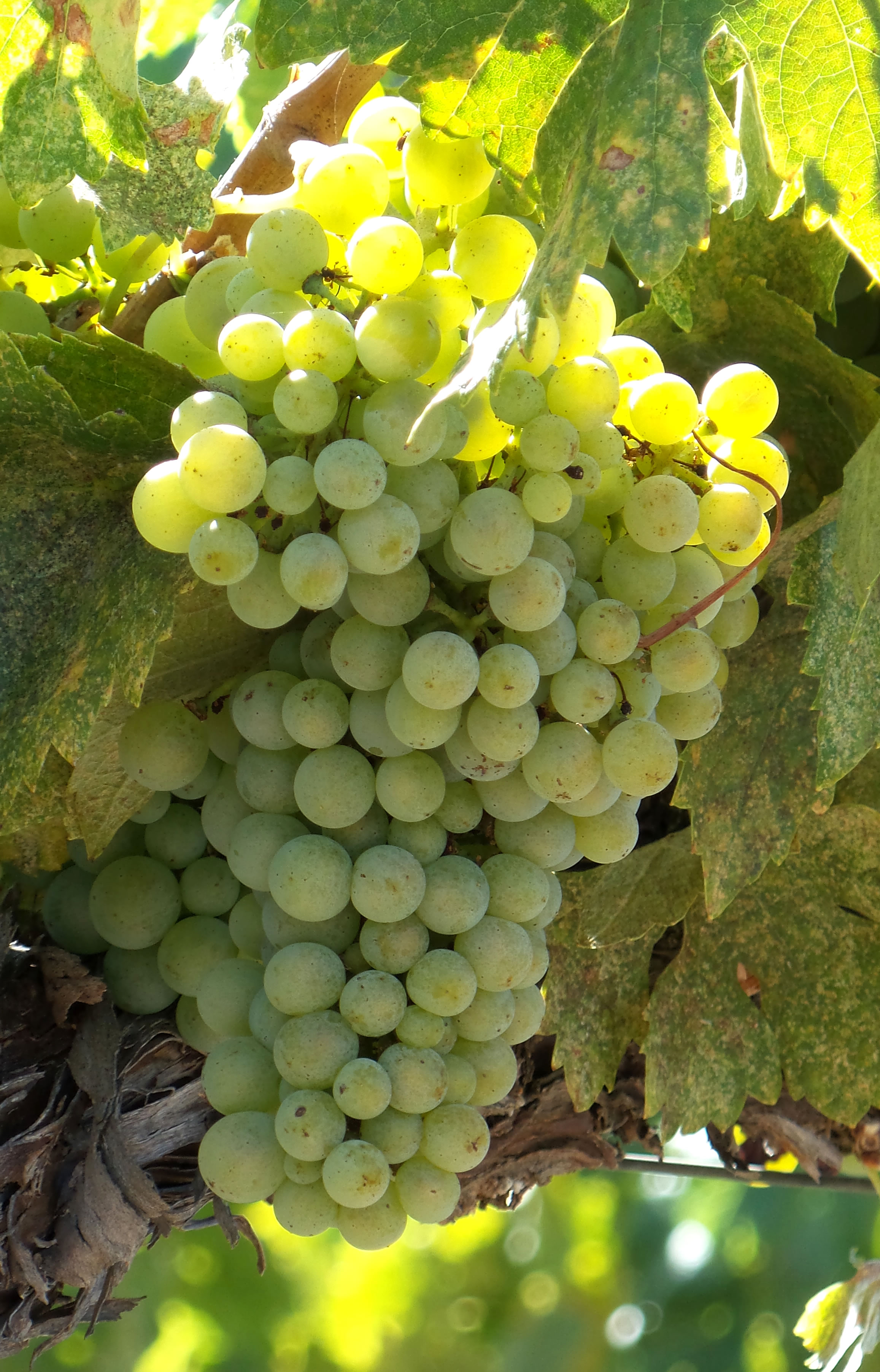 Picpoul Picpoul