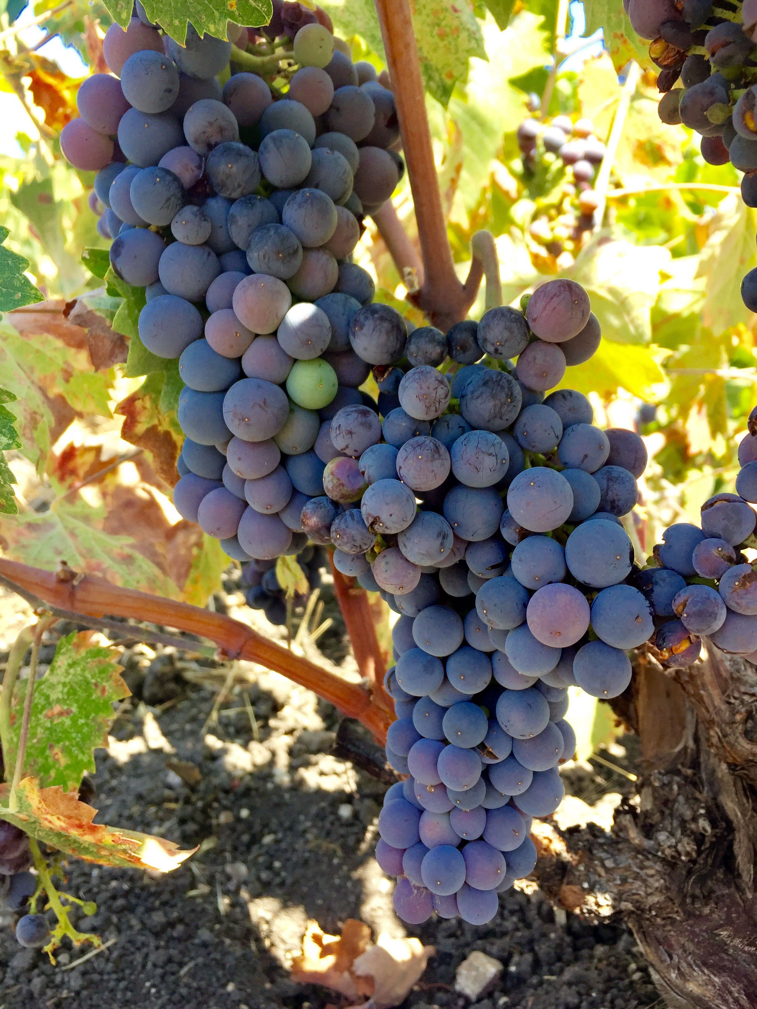 Mourvedre Mourvedre