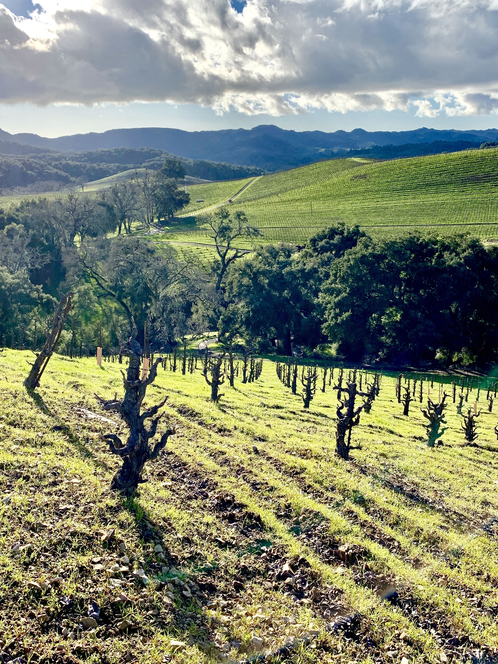 Green Tablas Creek Vineyard February 2019 Green Tablas Creek Vineyard February 2019