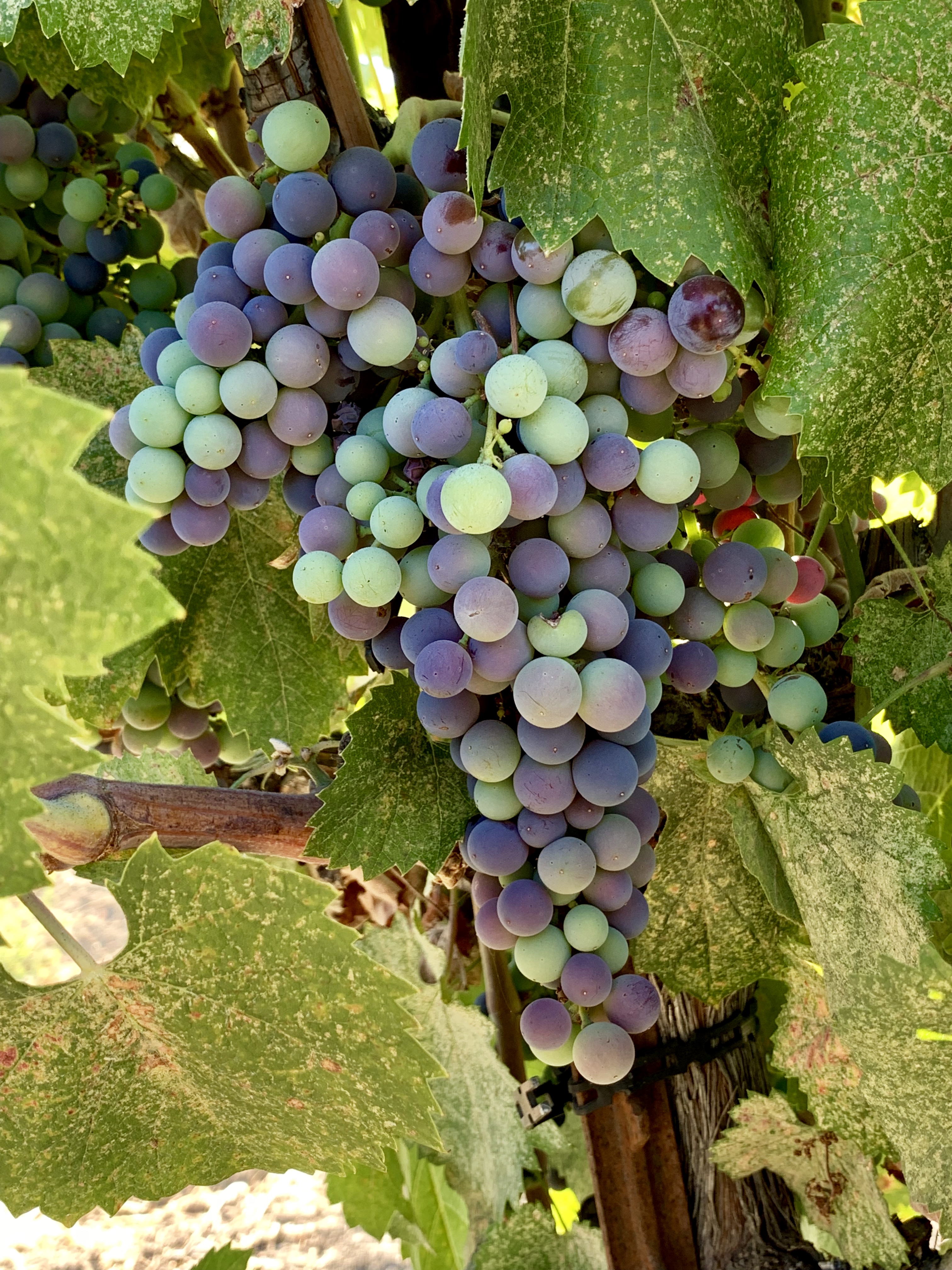 Mourvedre Mourvedre