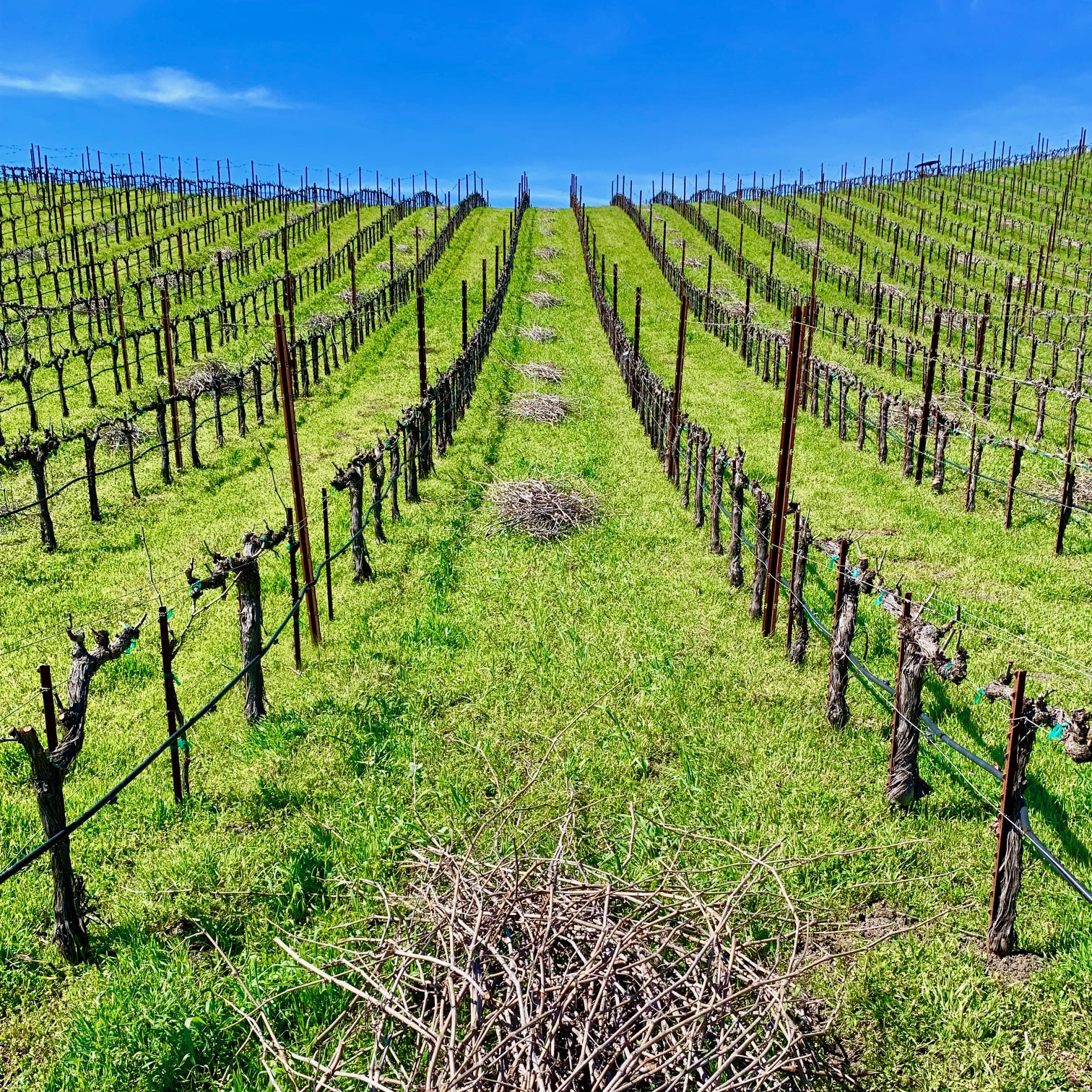 Tablas Creek Newly Pruned Vineyard Square Tablas Creek Newly Pruned Vineyard Square