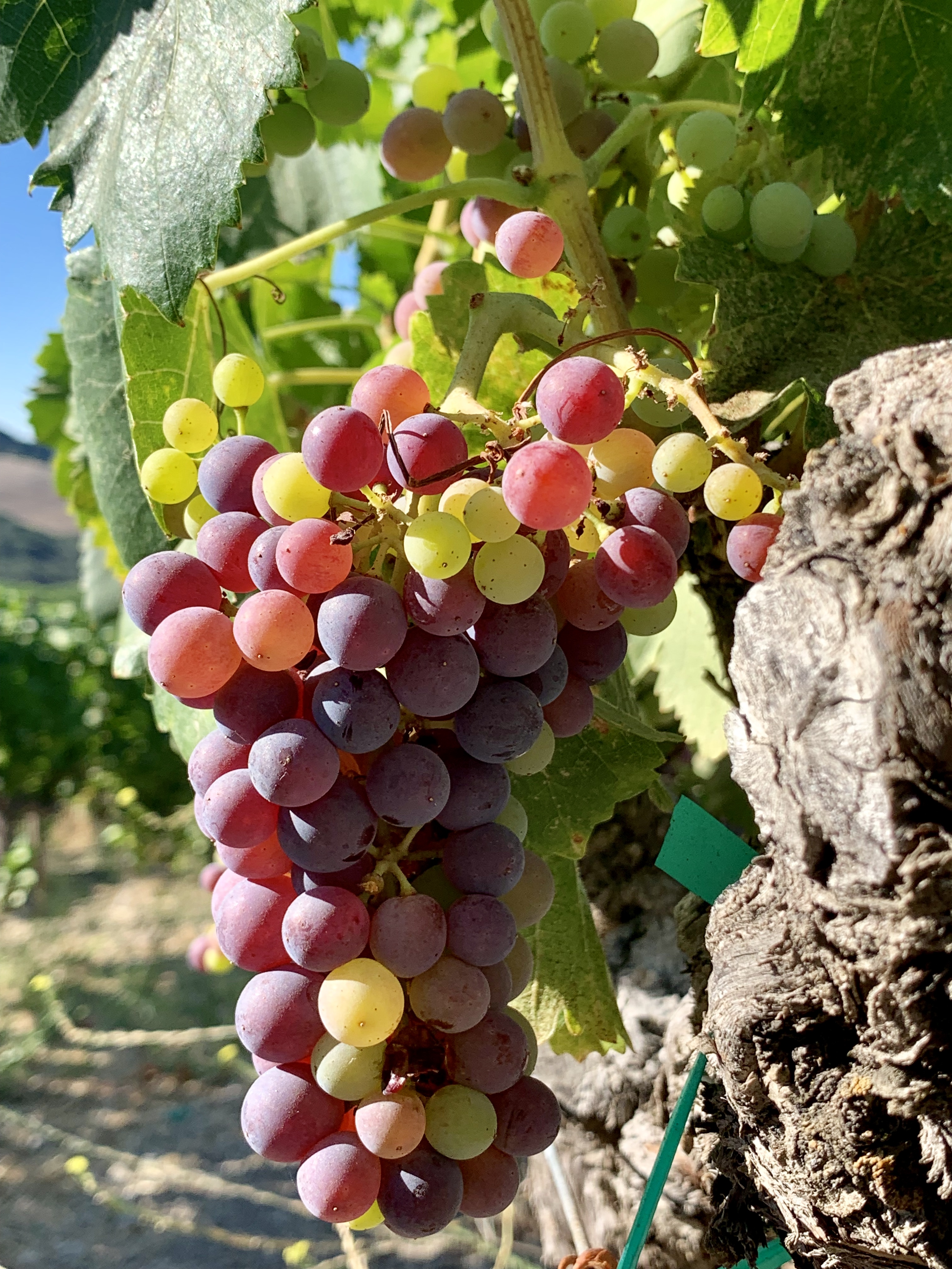 Grenache Grenache