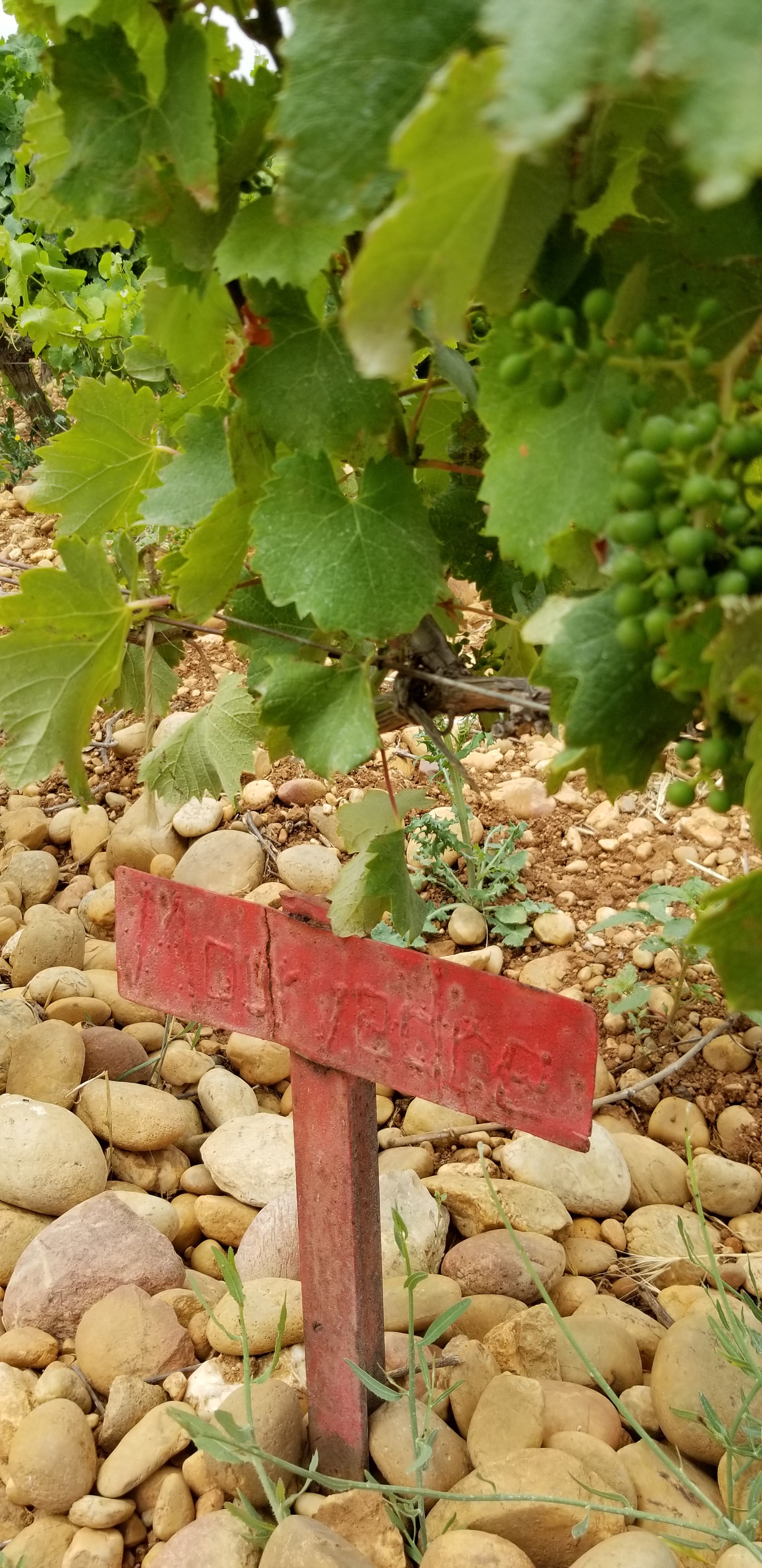 Mother mourvedre Mother mourvedre