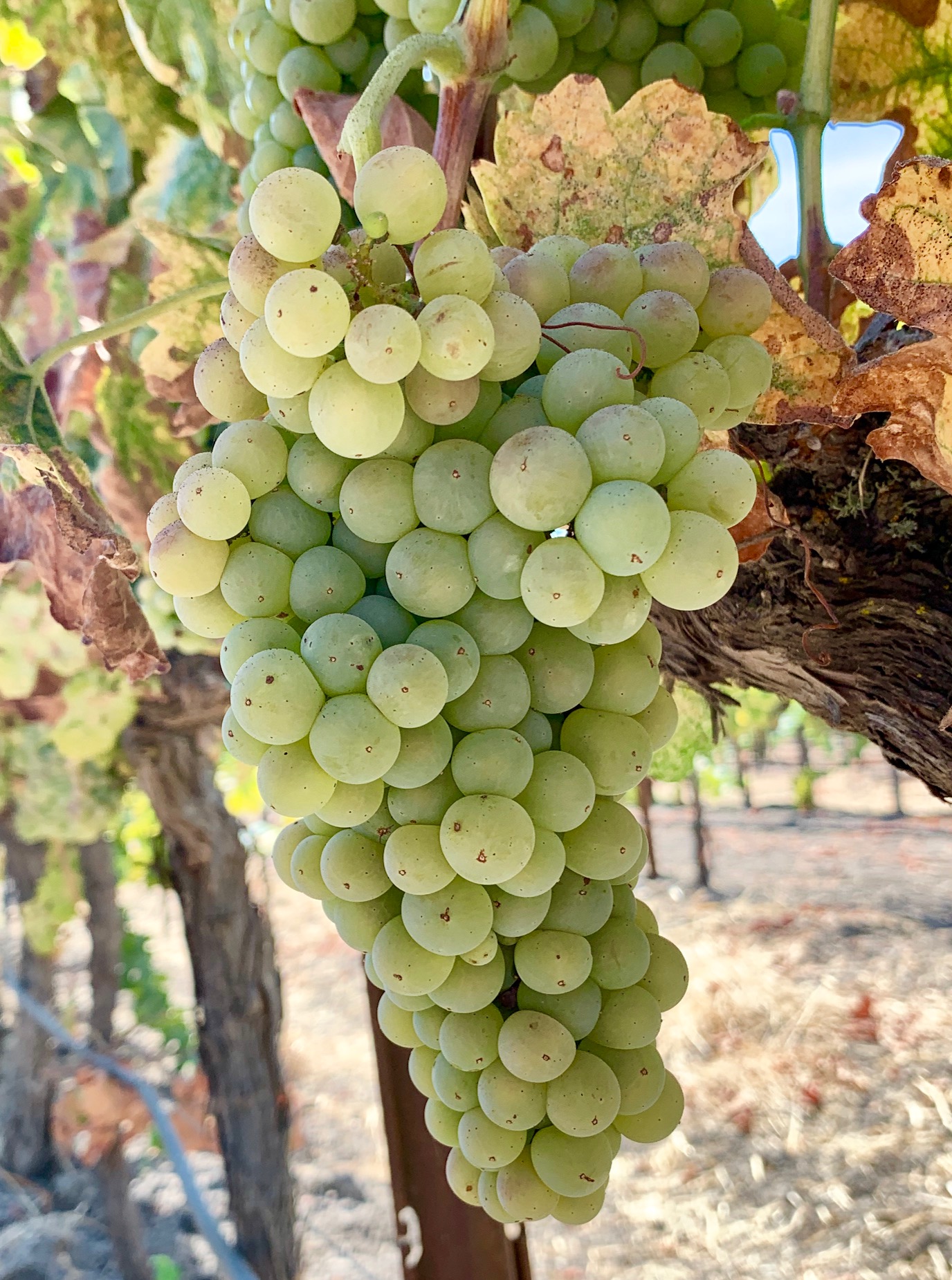 Roussanne cluster mid-Sept Roussanne cluster mid-Sept