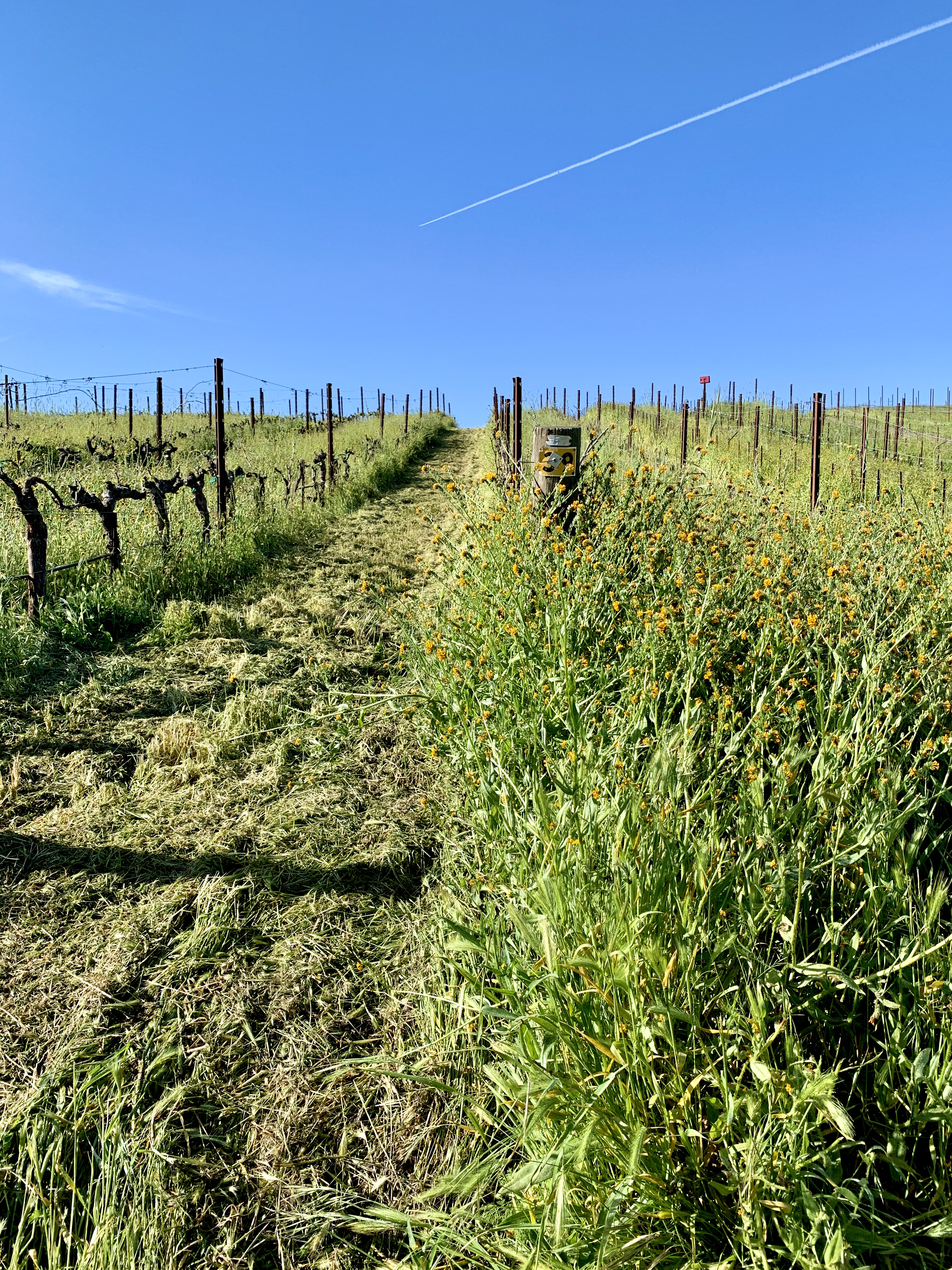 Mowed vs not Mowed vs not