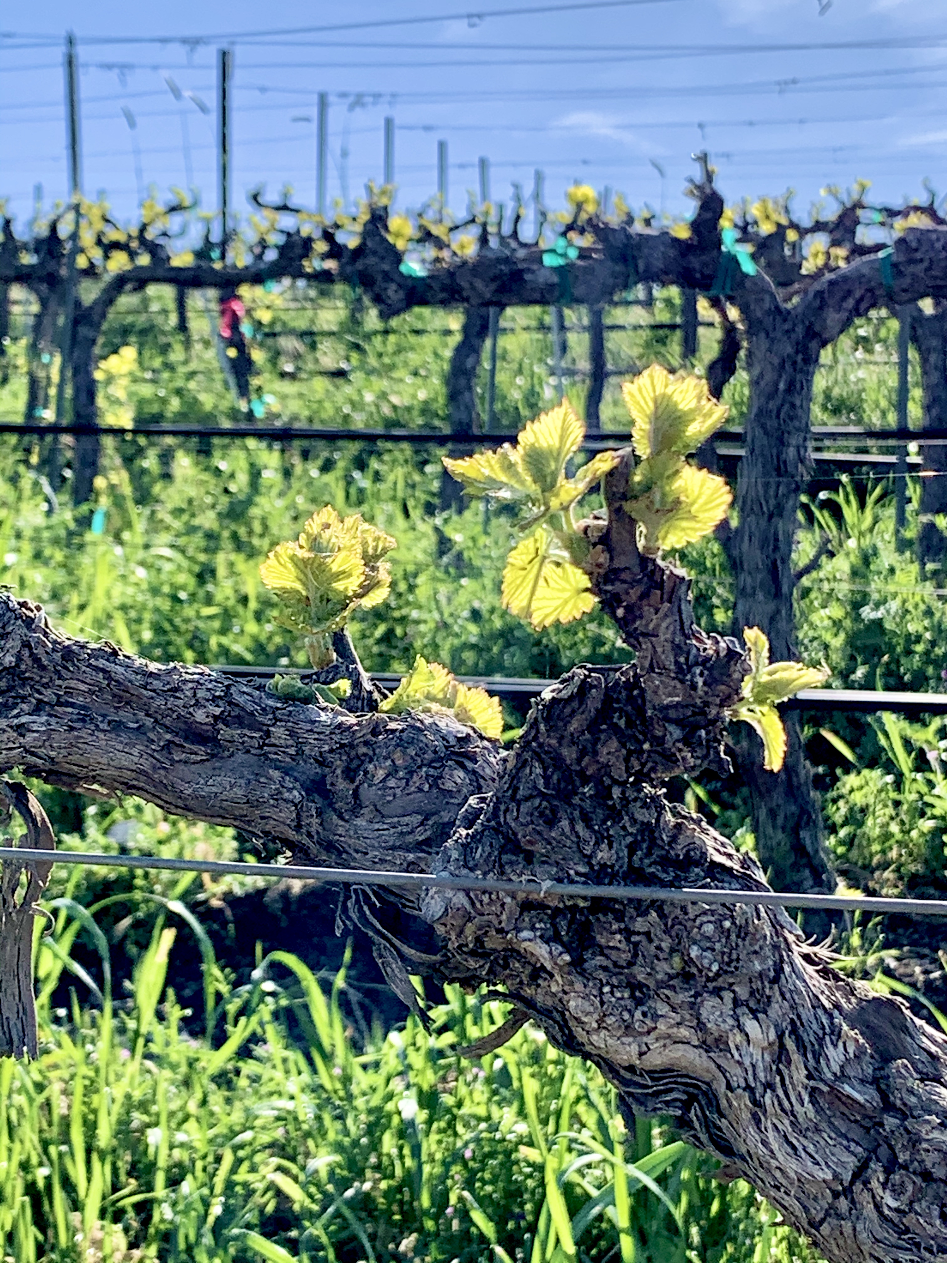 New Growth - Grenache New Growth - Grenache