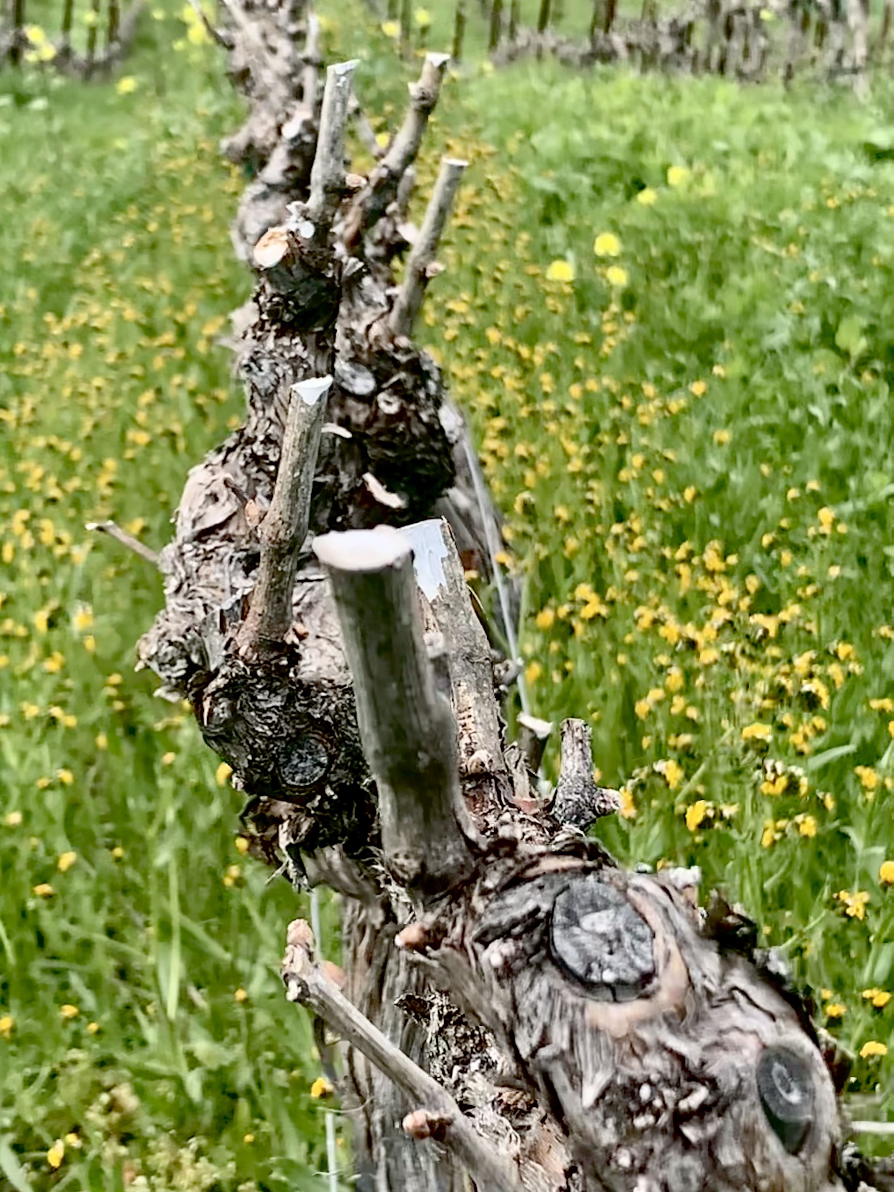 Pruned Vermentino with wildflowers 2 Pruned Vermentino with wildflowers 2
