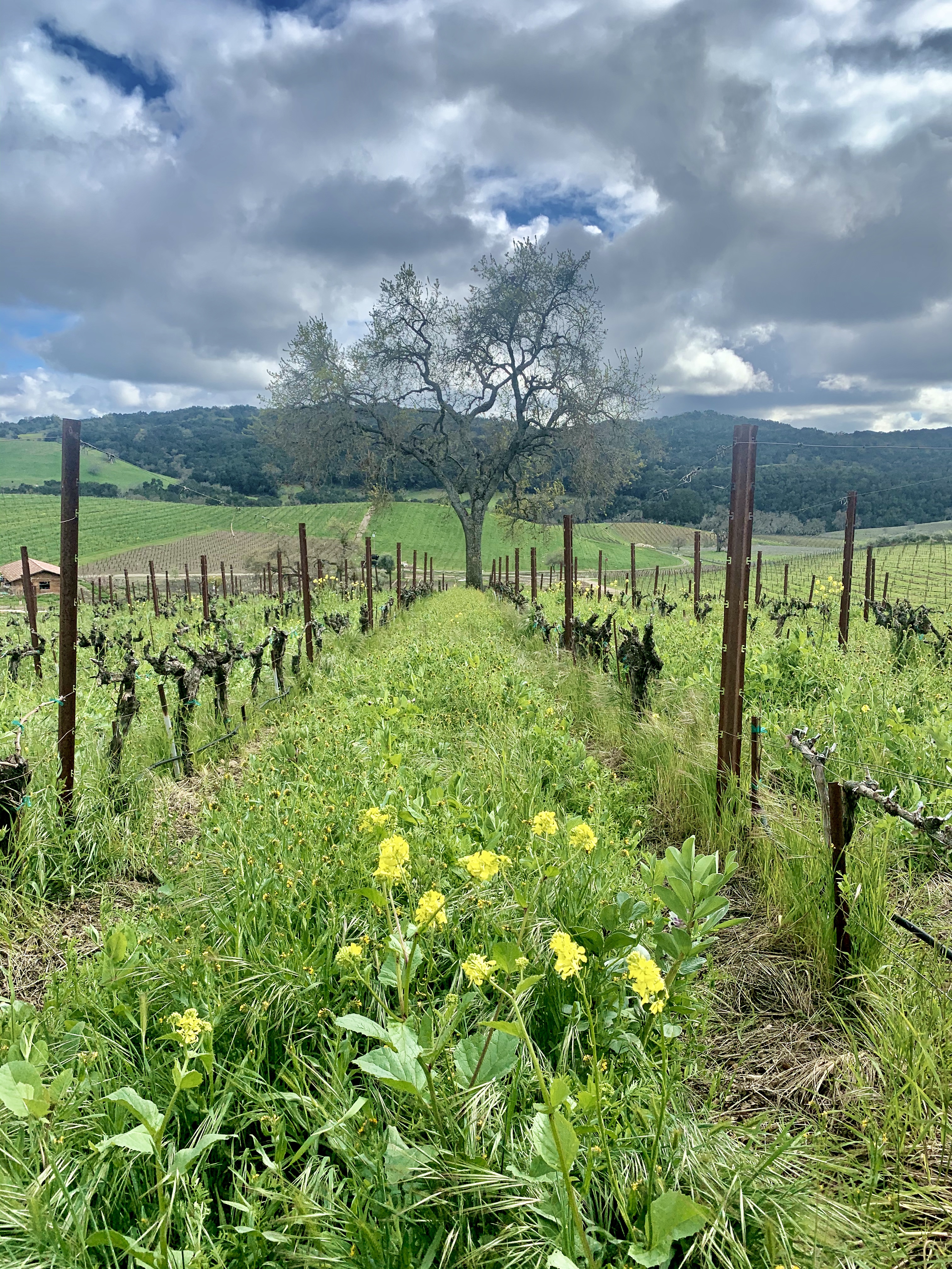 Cover crop in Counoise Cover crop in Counoise