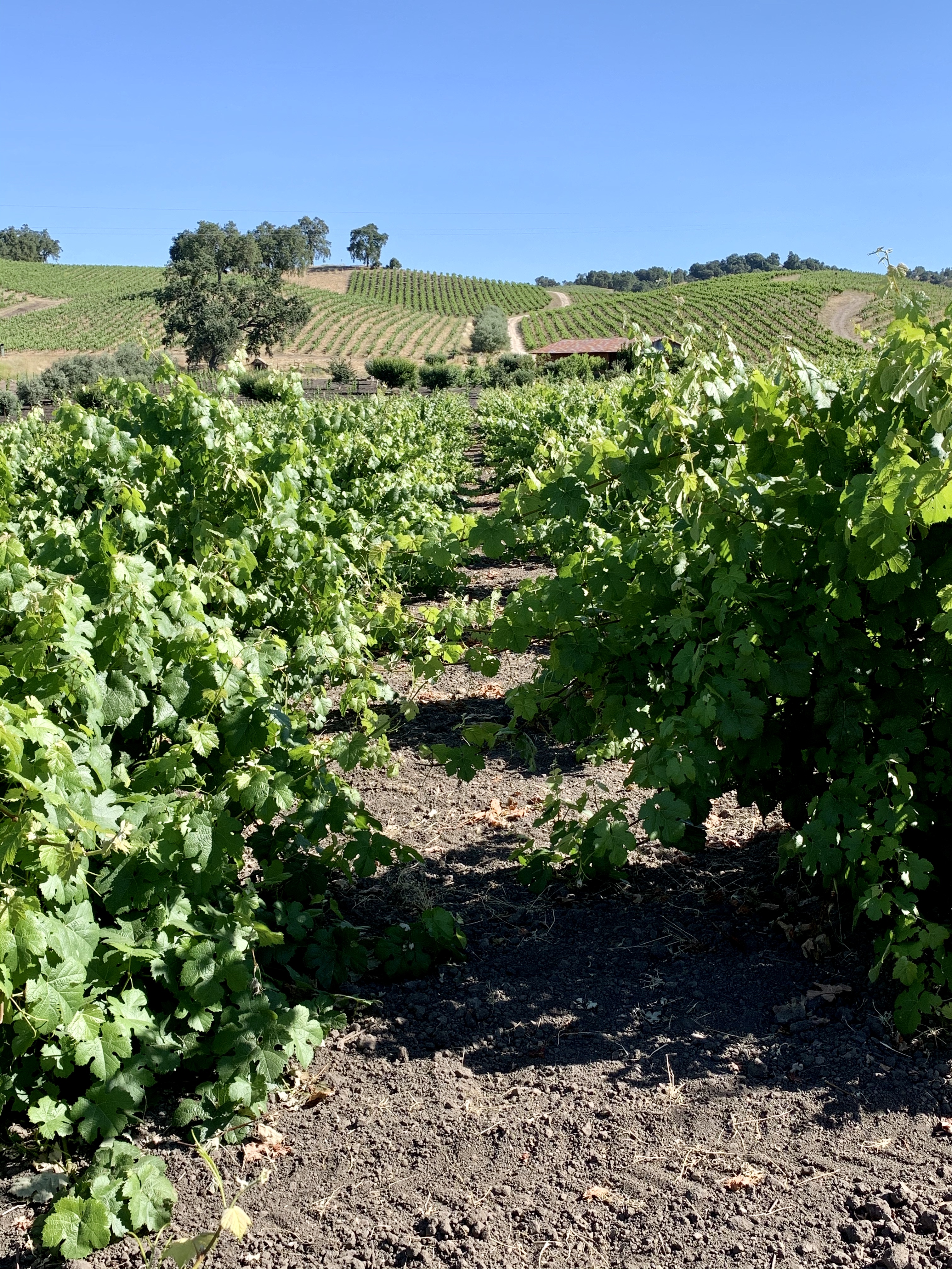 Bushy Tannat Bushy Tannat