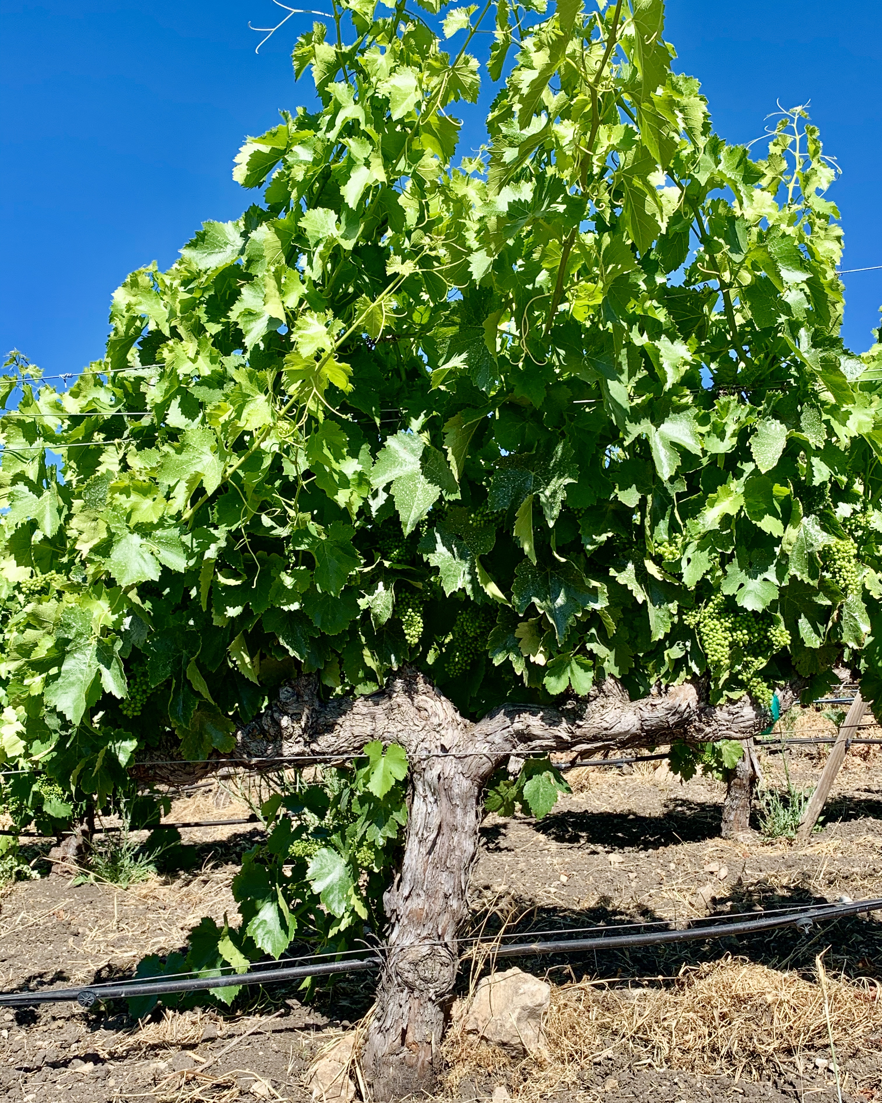 Grenache vine Grenache vine