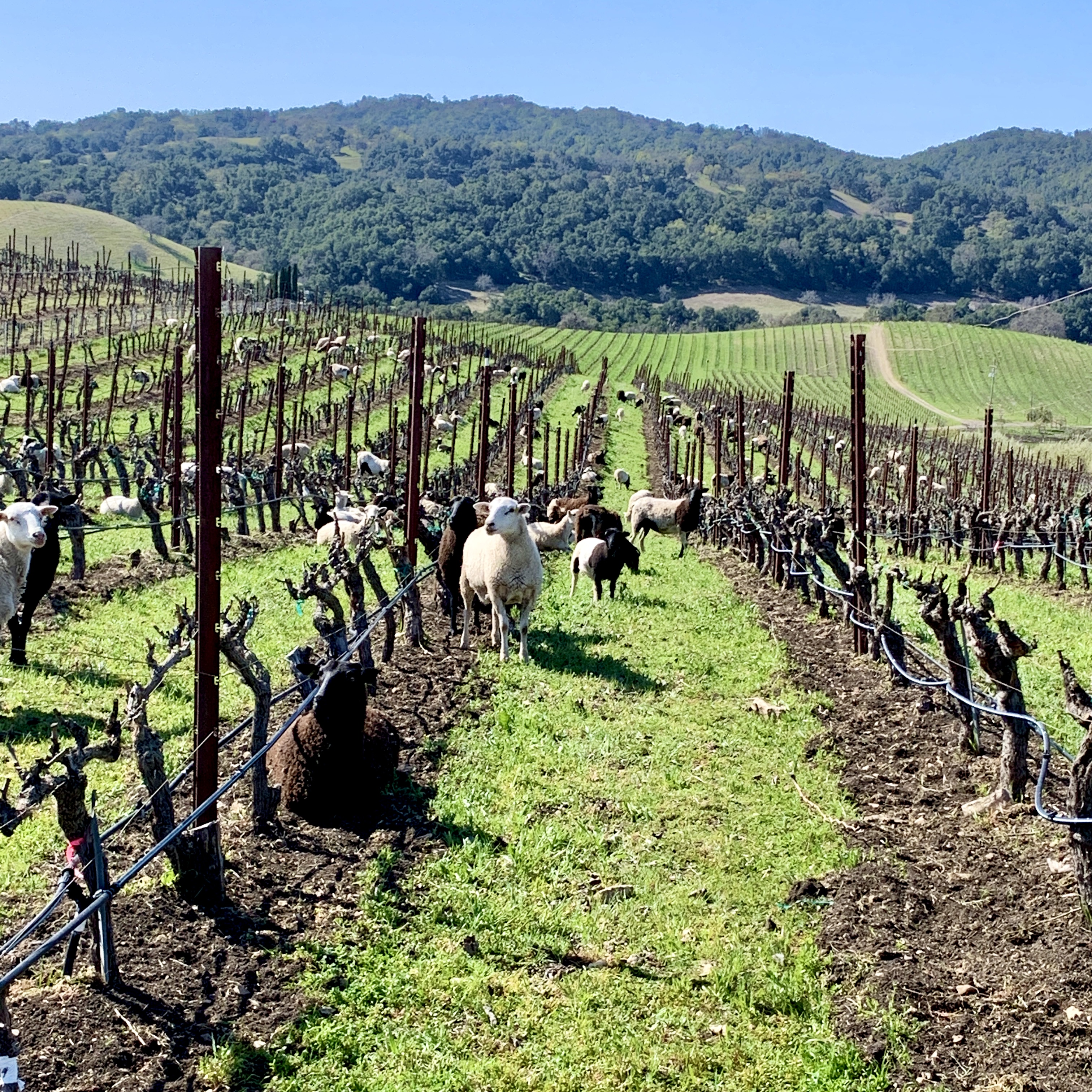 Sheep in Grenache March 2021 Sheep in Grenache March 2021