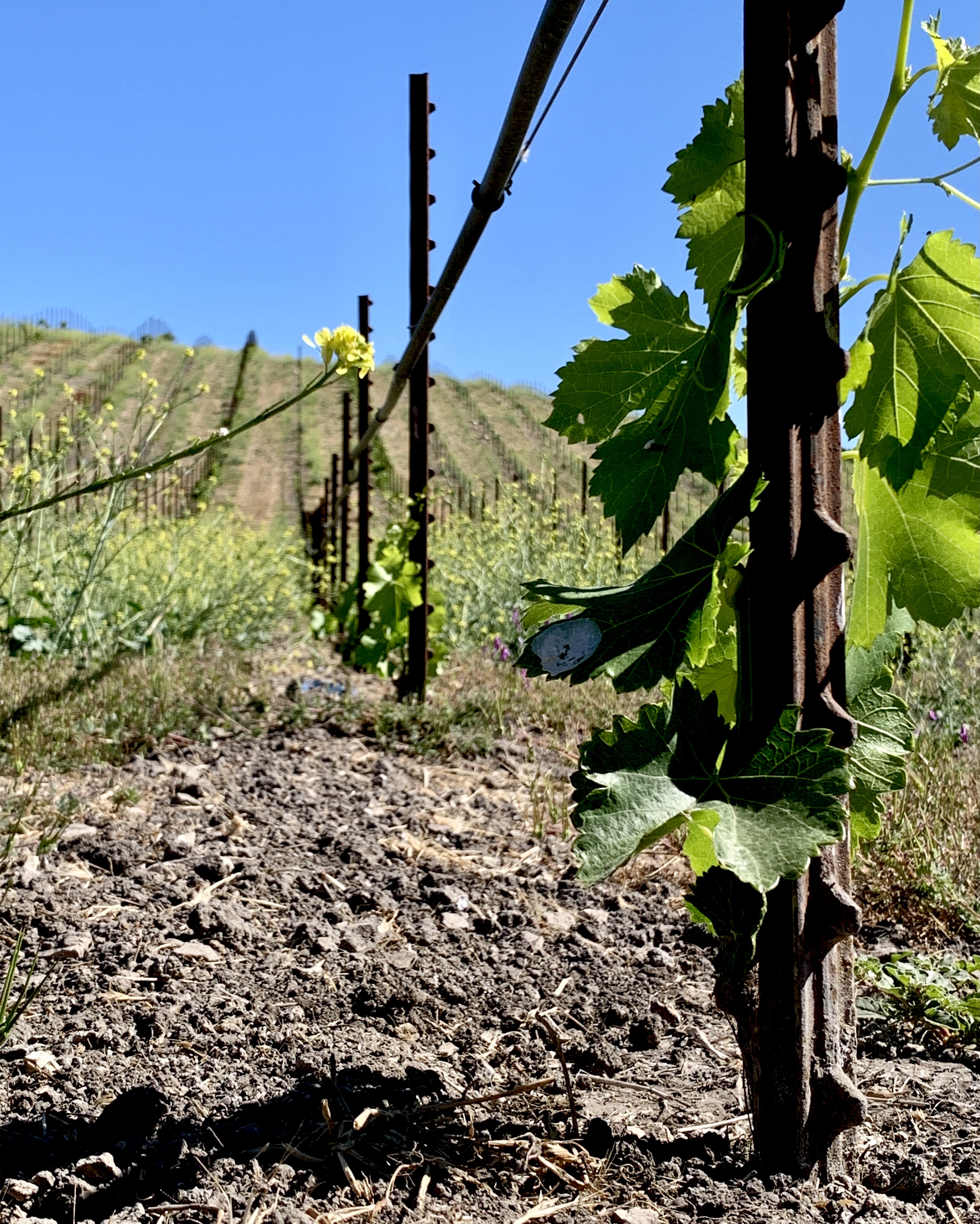 New plantings - Cote Maduena New plantings - Cote Maduena
