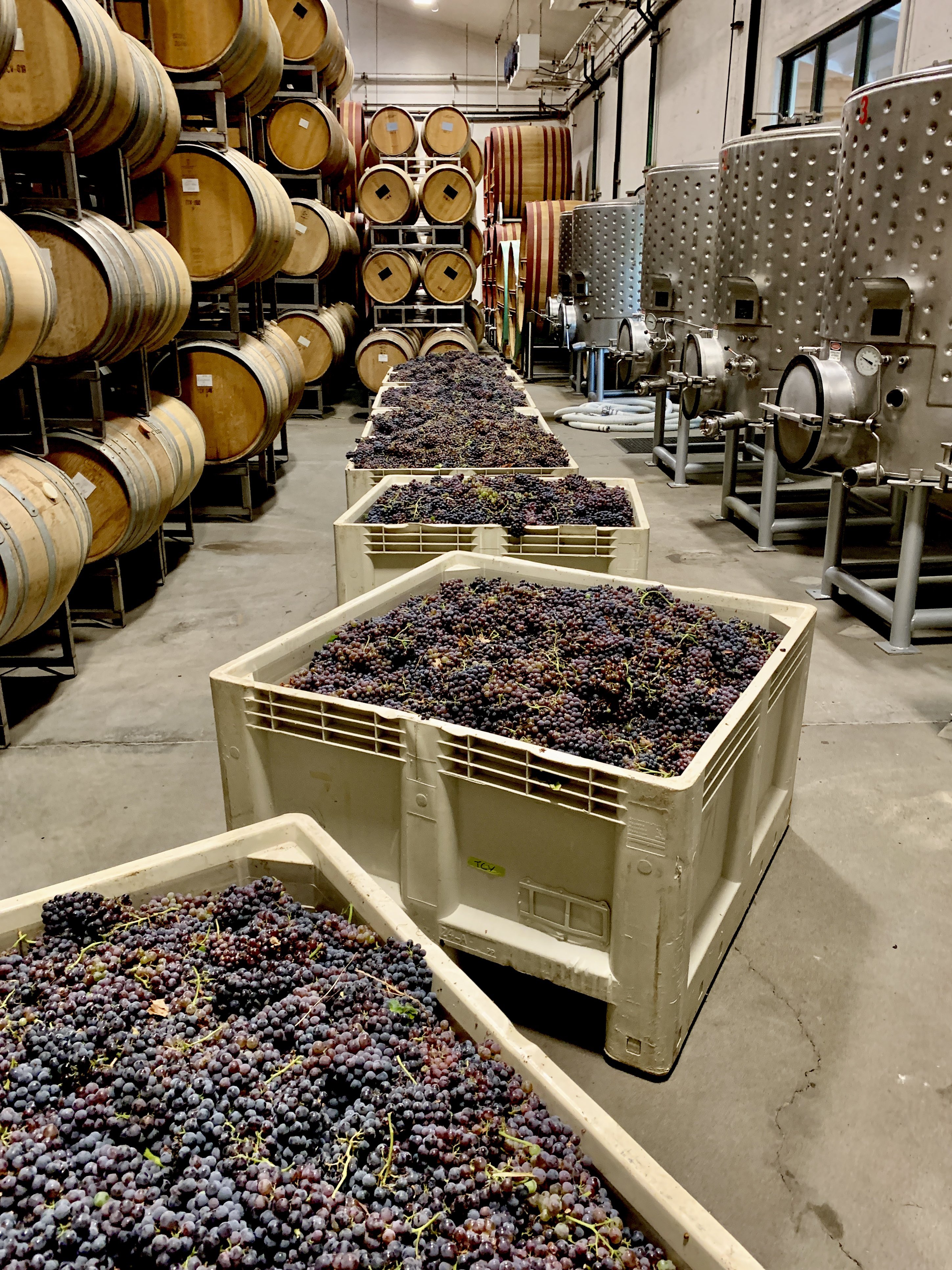 Grenache bins in the cellar Grenache bins in the cellar
