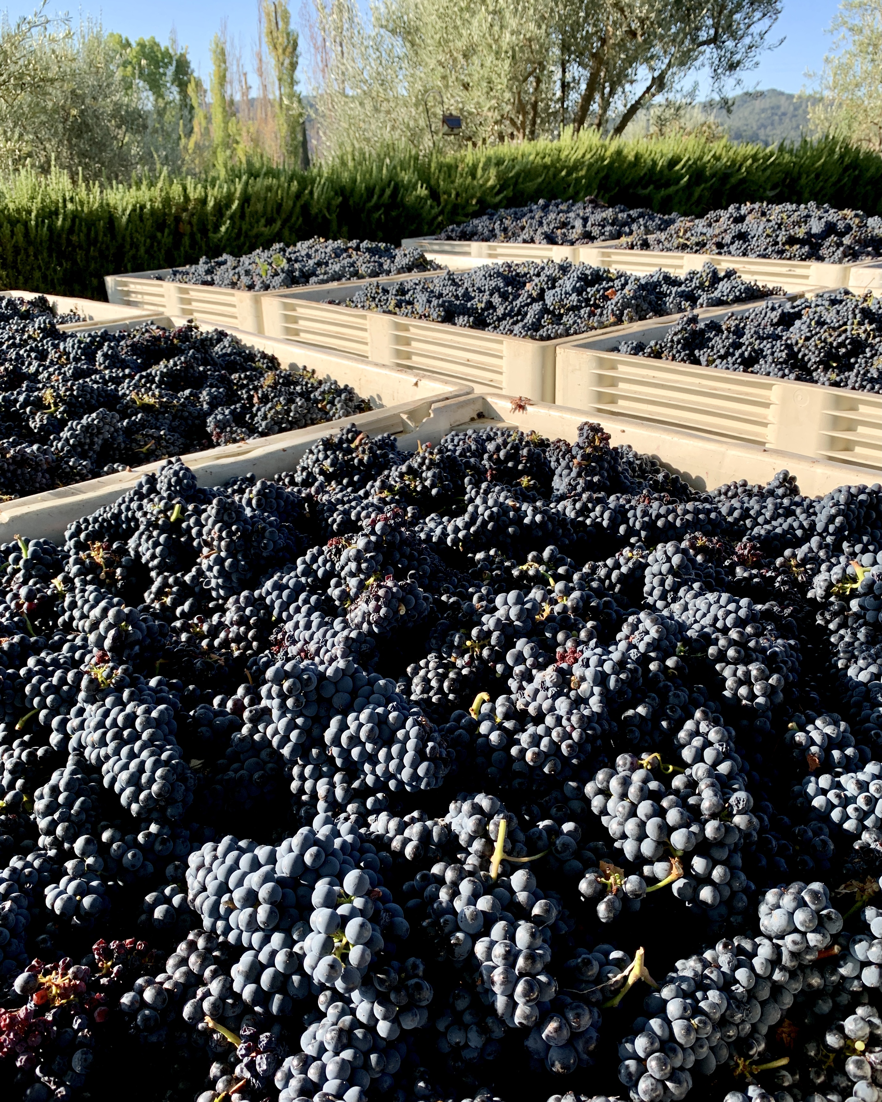 Tannat in Bins Sept 2021 Tannat in Bins Sept 2021