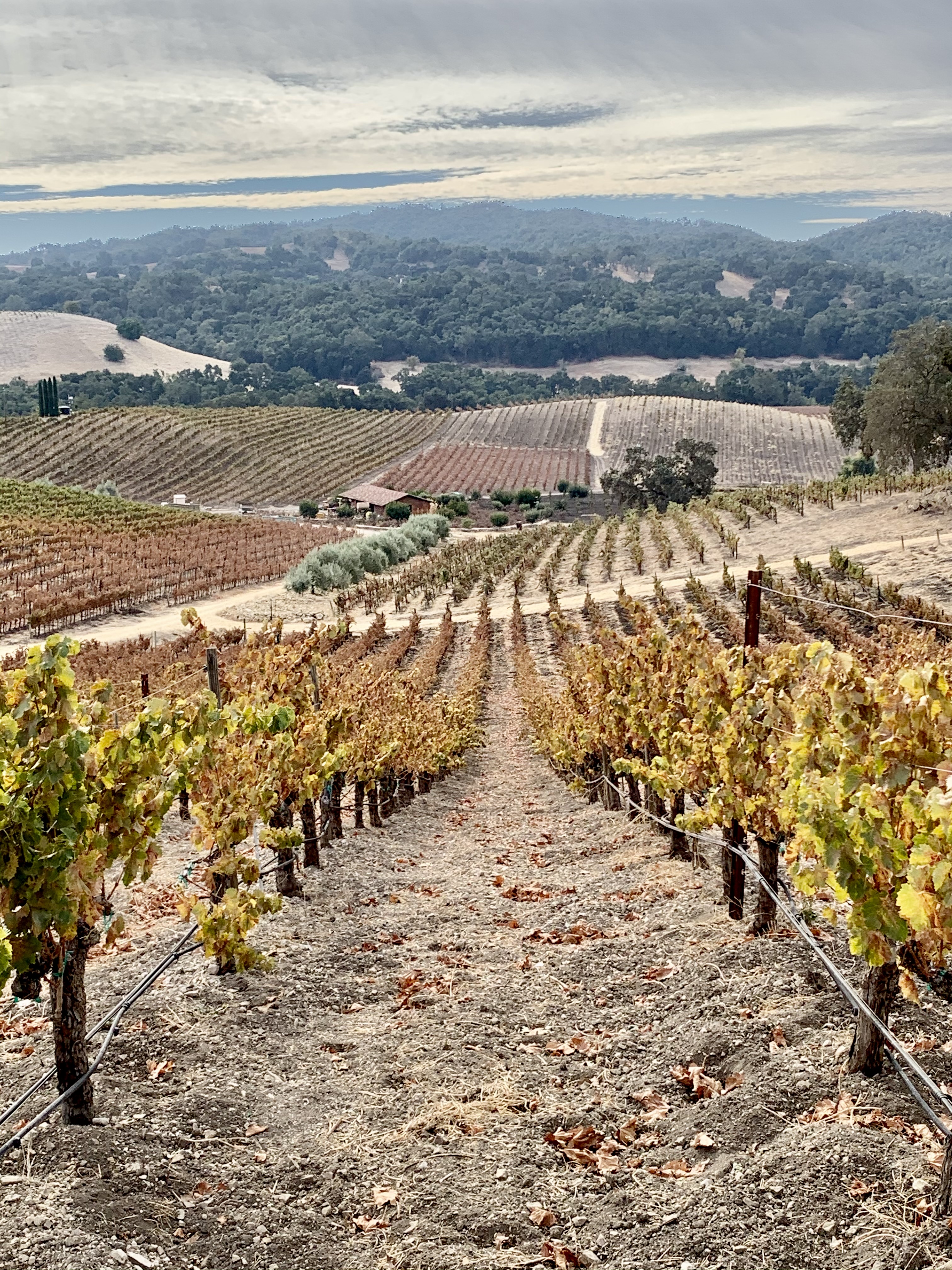Long Autumn View from Top of Vineyard Long Autumn View from Top of Vineyard