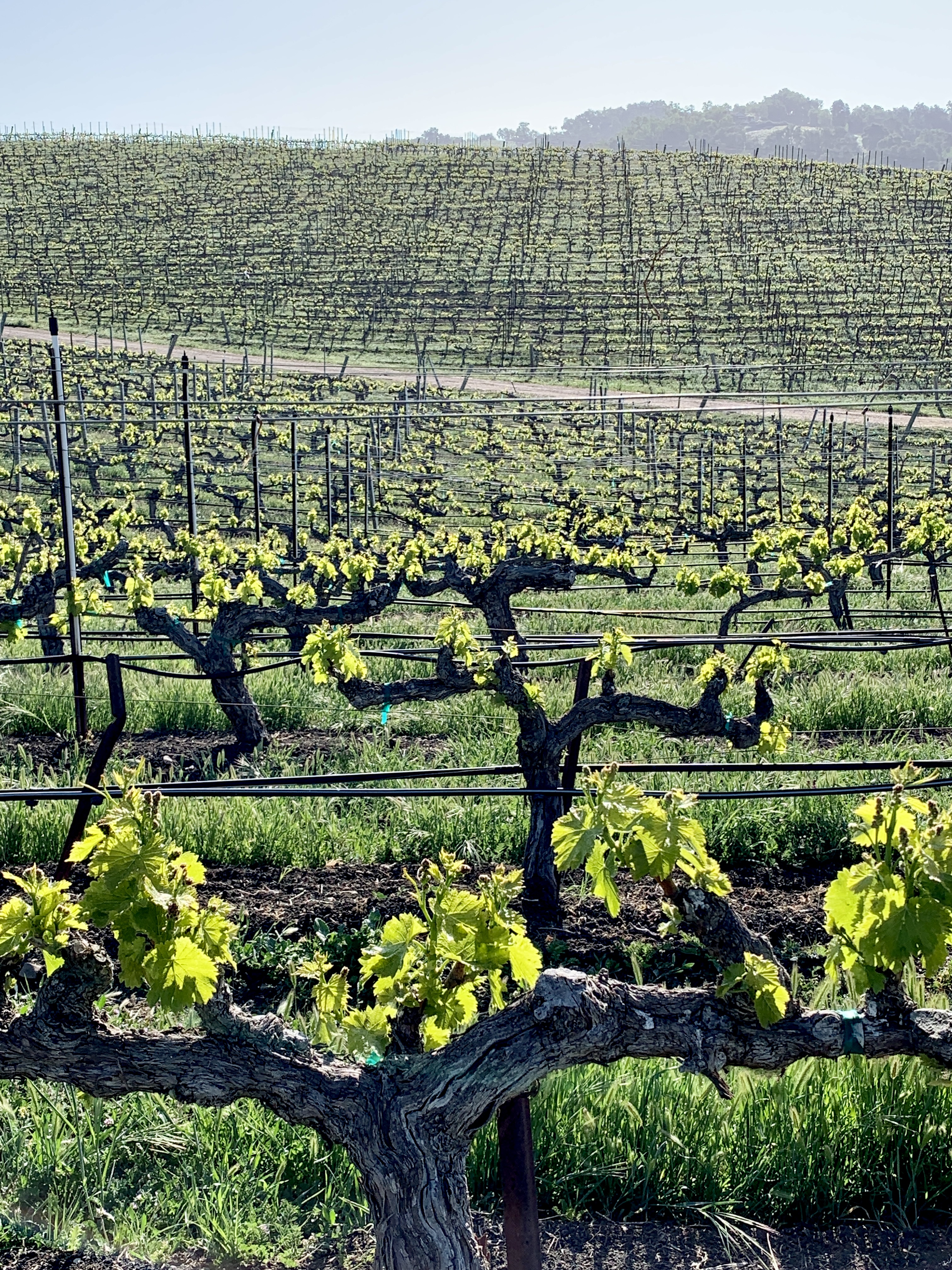 Green April 2021 - New growth Grenache AV Green April 2021 - New growth Grenache AV