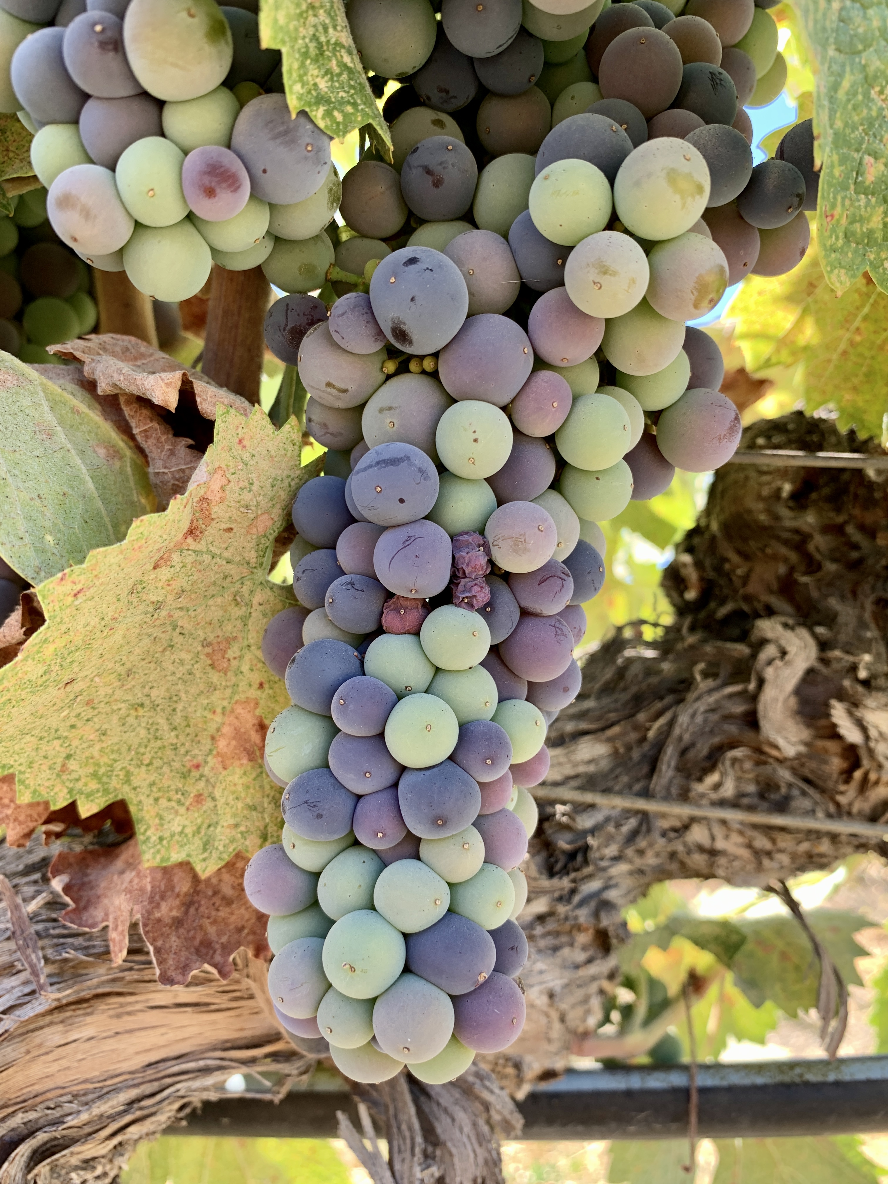 Mourvedre Mourvedre