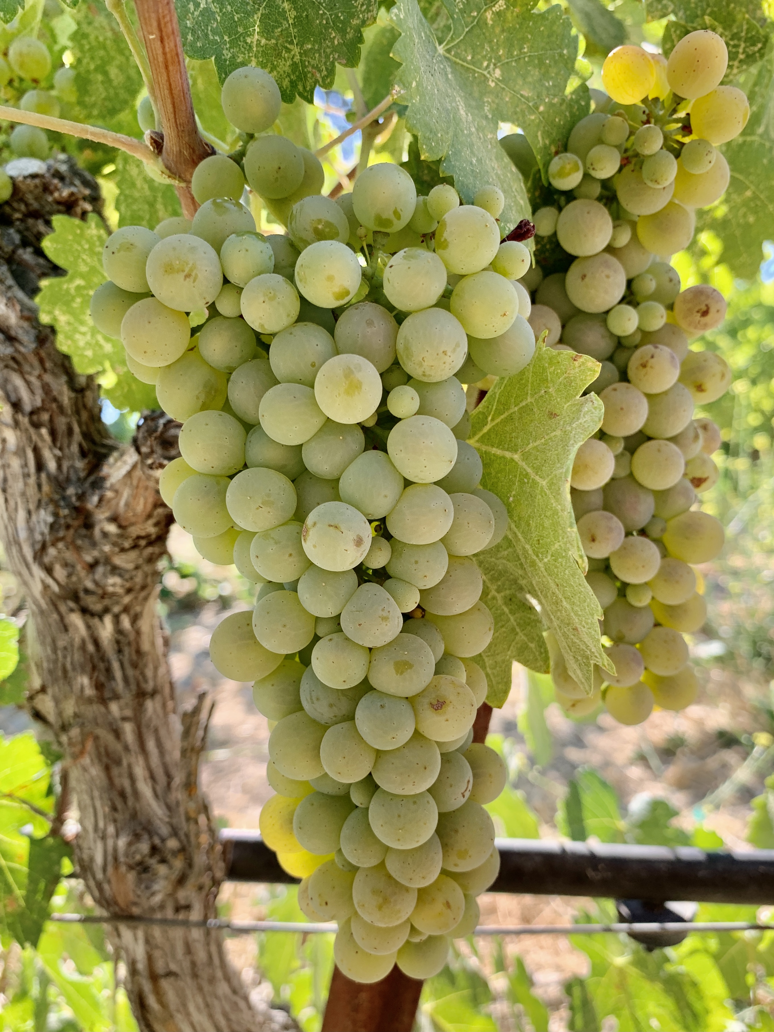 Viognier Viognier