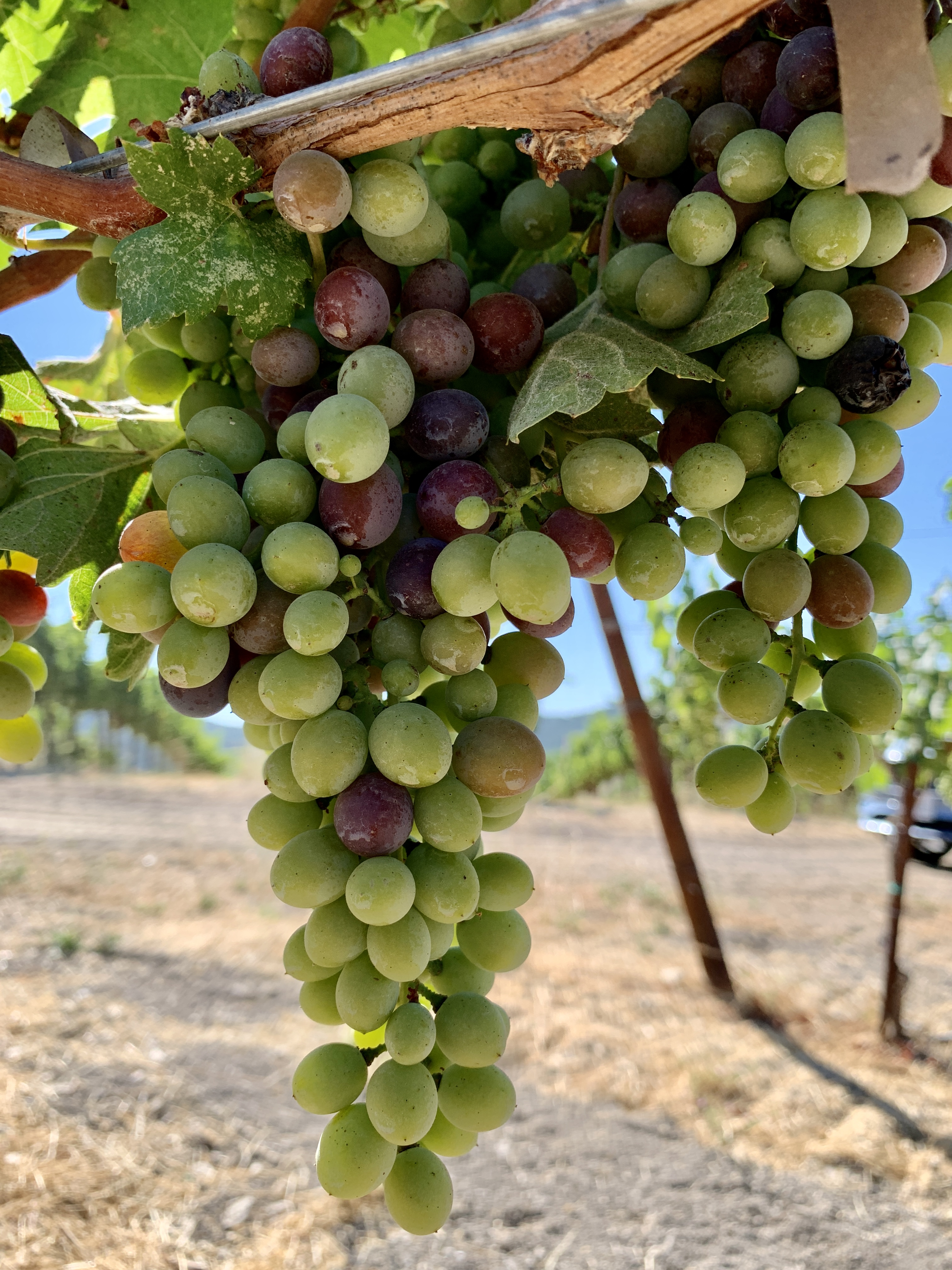 Cinsaut Cinsaut