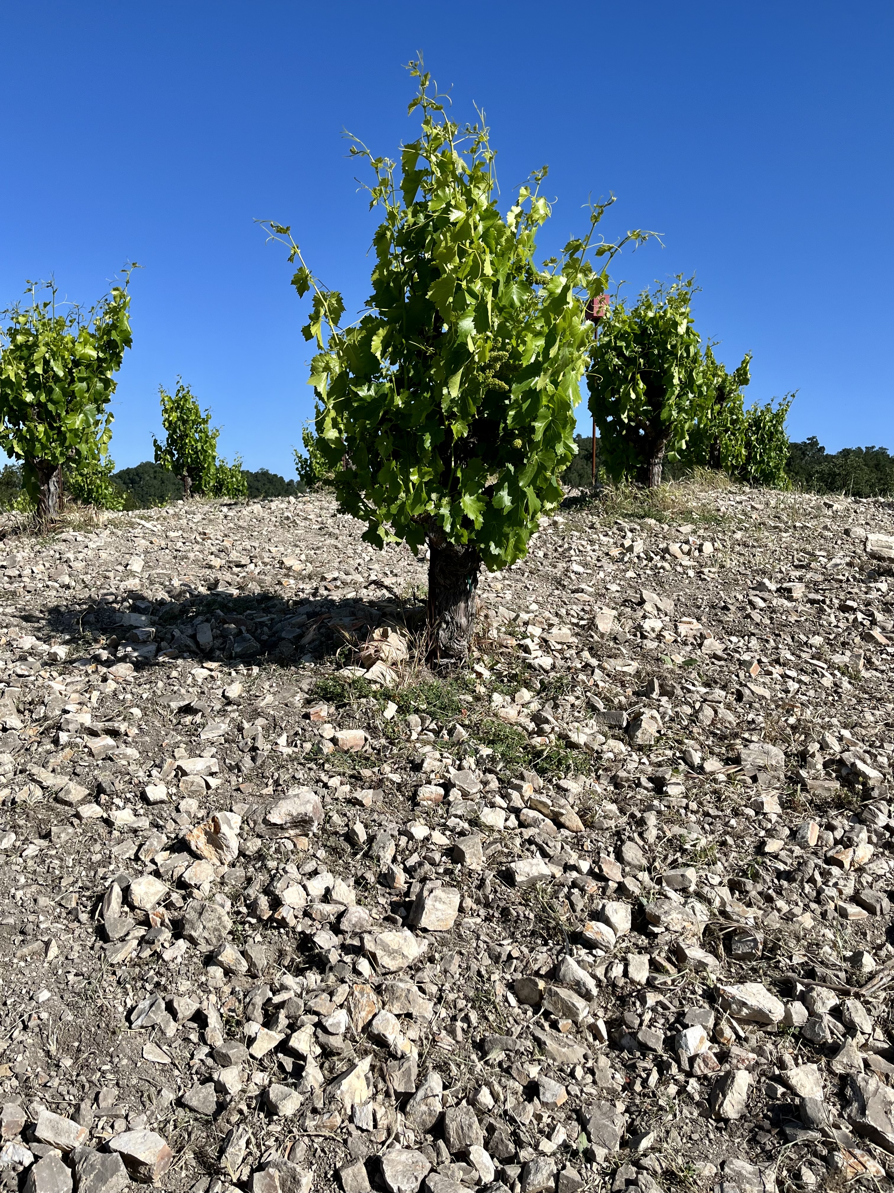 Scruffy Hill Grenache and Soil Scruffy Hill Grenache and Soil