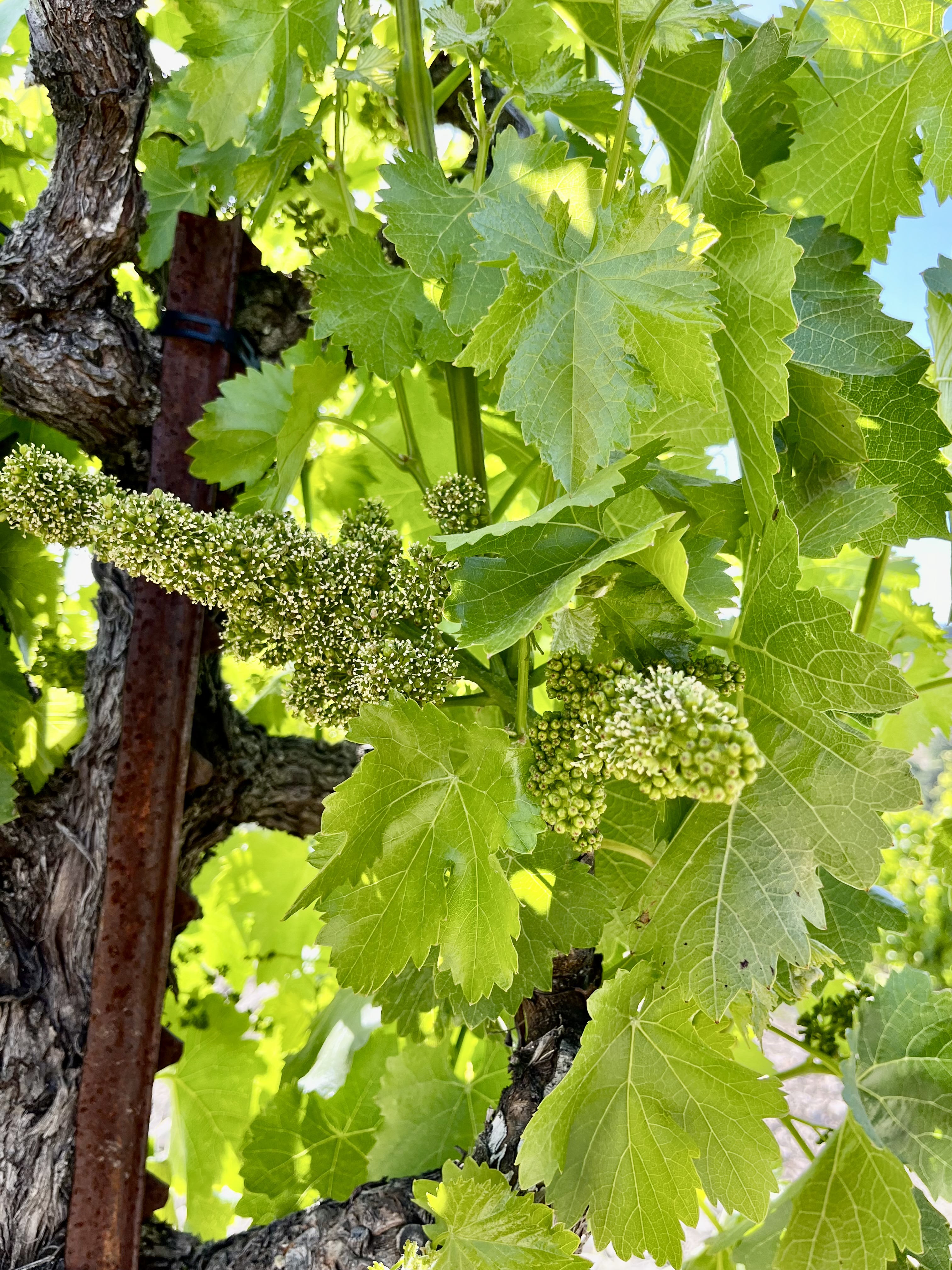 Scruffy Hill Flowering Grenache Scruffy Hill Flowering Grenache
