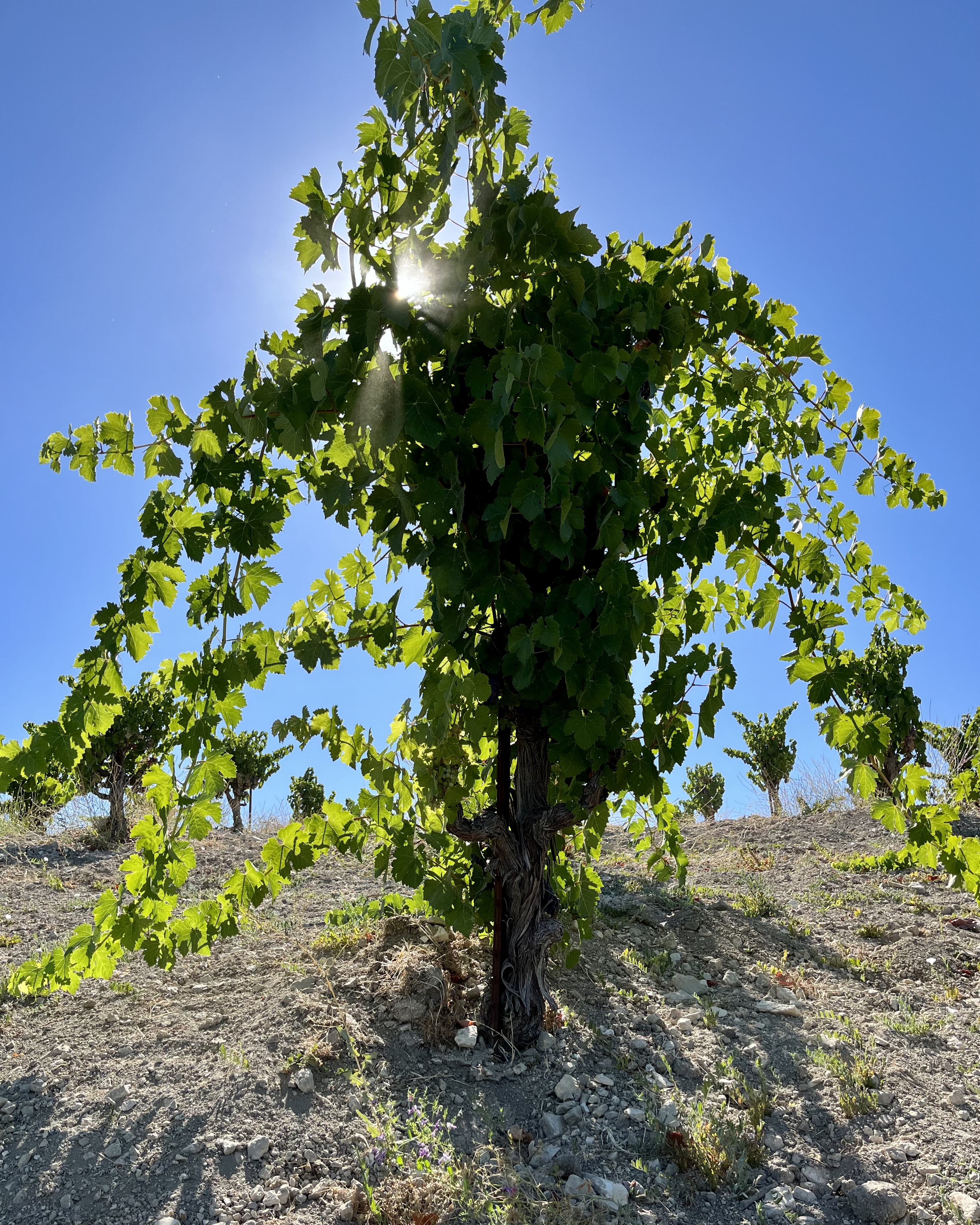 Pre-harvest 2022 - Syrah Vine Pre-harvest 2022 - Syrah Vine