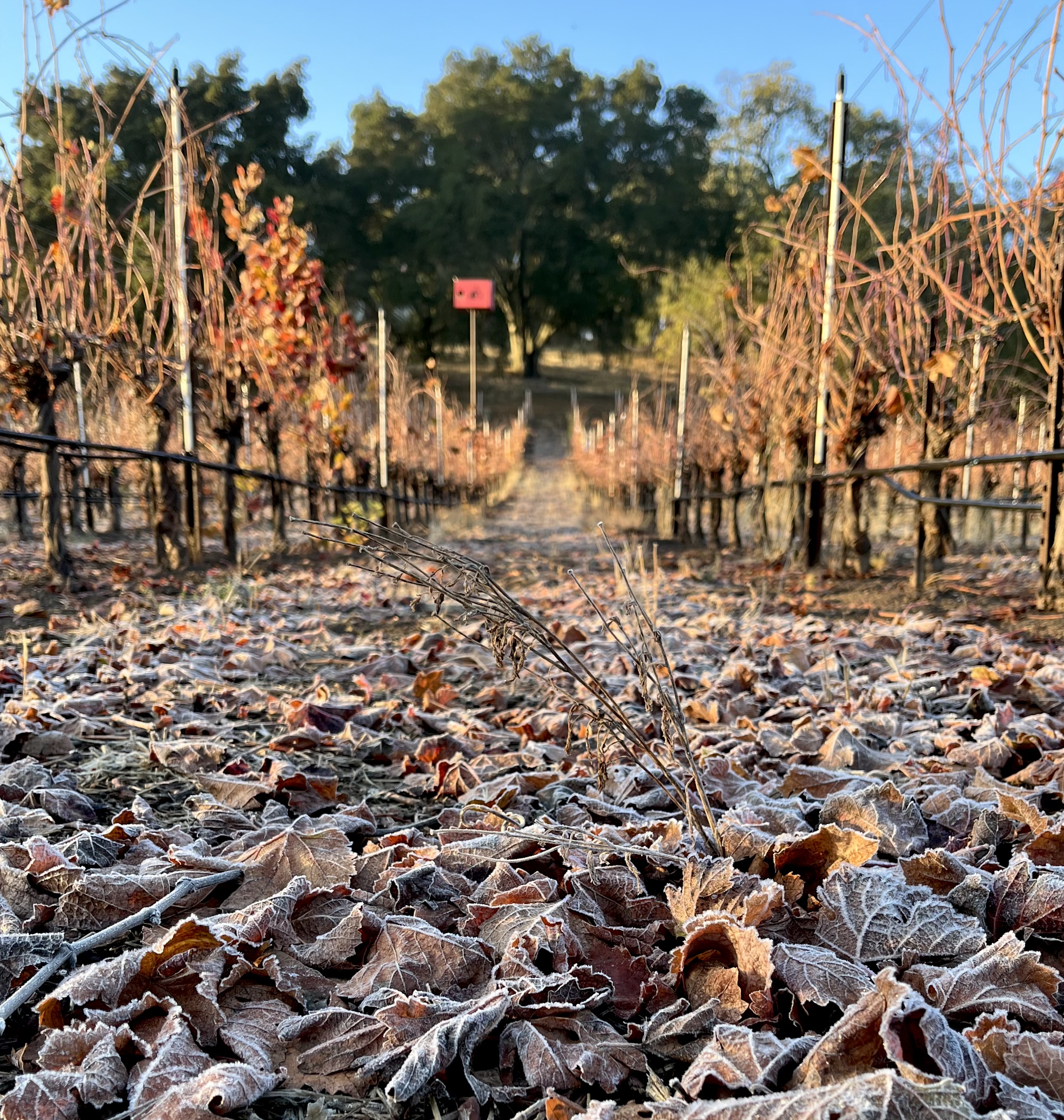 Frosty morning Nov 2022 Frosty morning Nov 2022