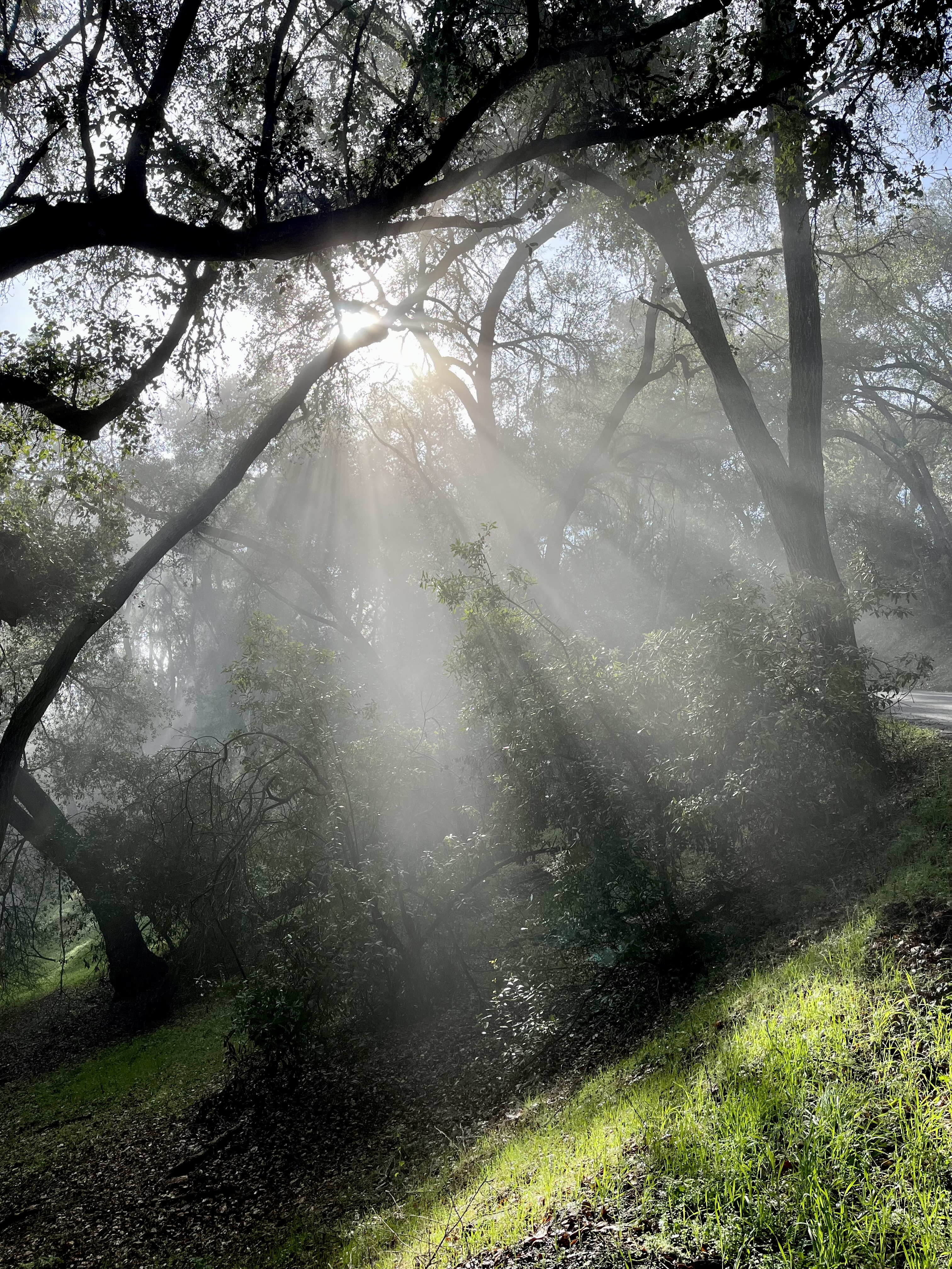 Shafts of light in the forest Shafts of light in the forest