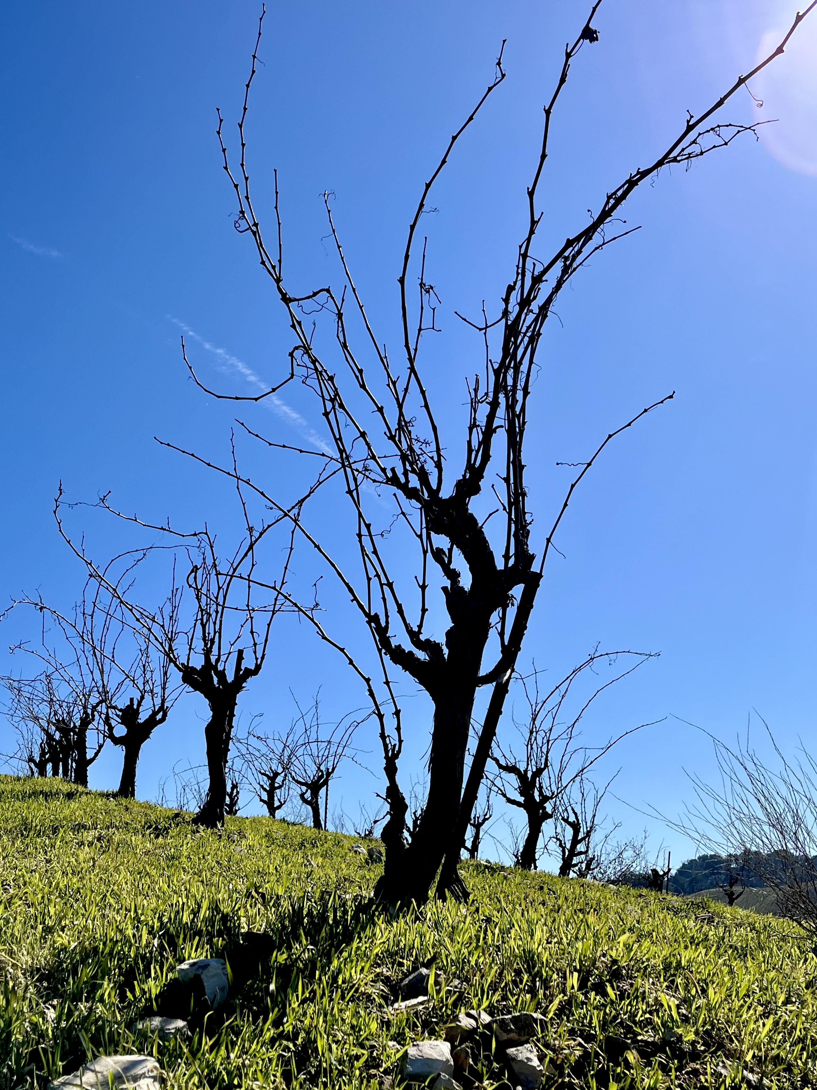 Head-trained Mourvedre and blue sky Head-trained Mourvedre and blue sky
