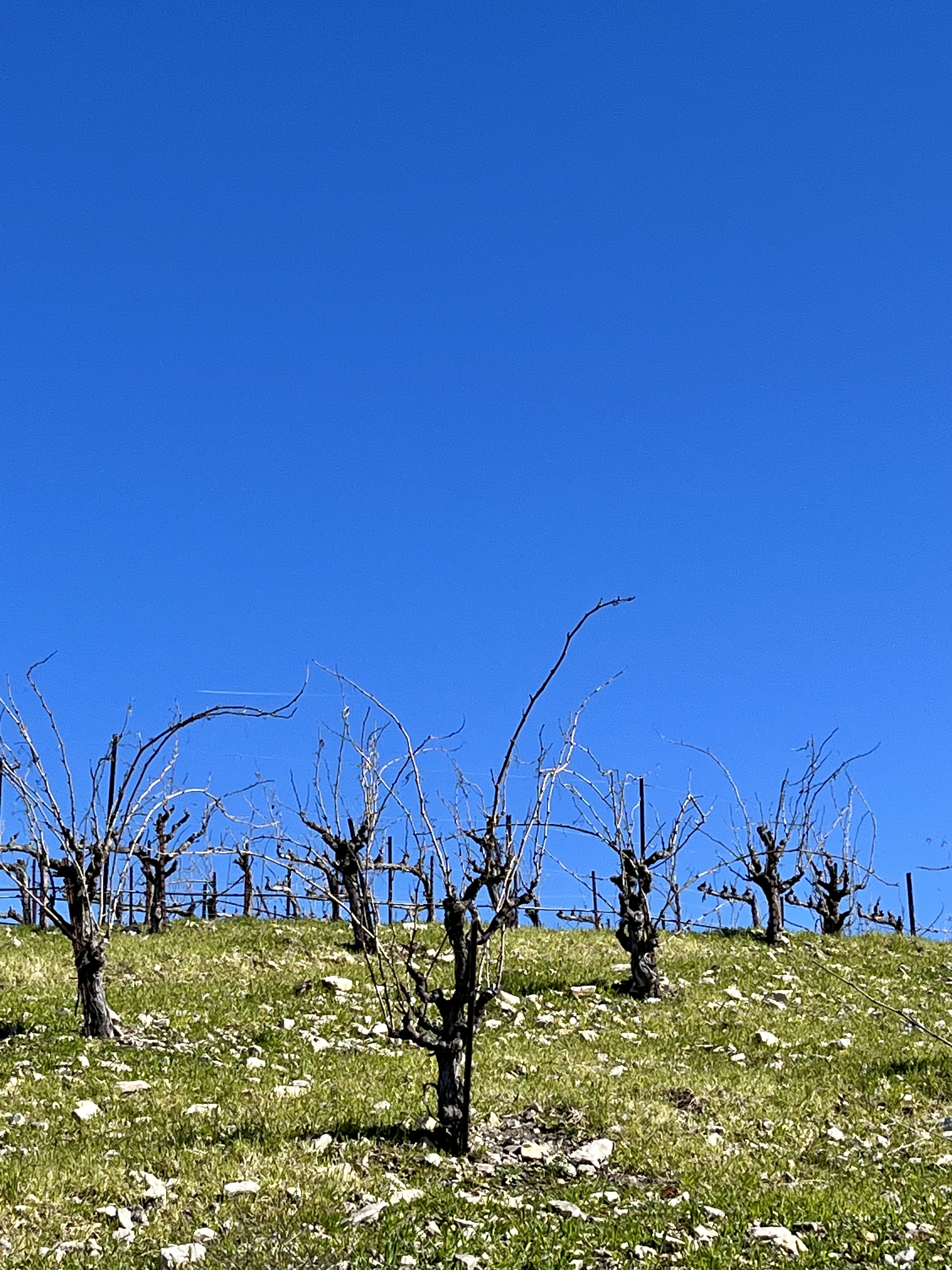 Head-trained Mourvedre and blue sky 2 Head-trained Mourvedre and blue sky 2